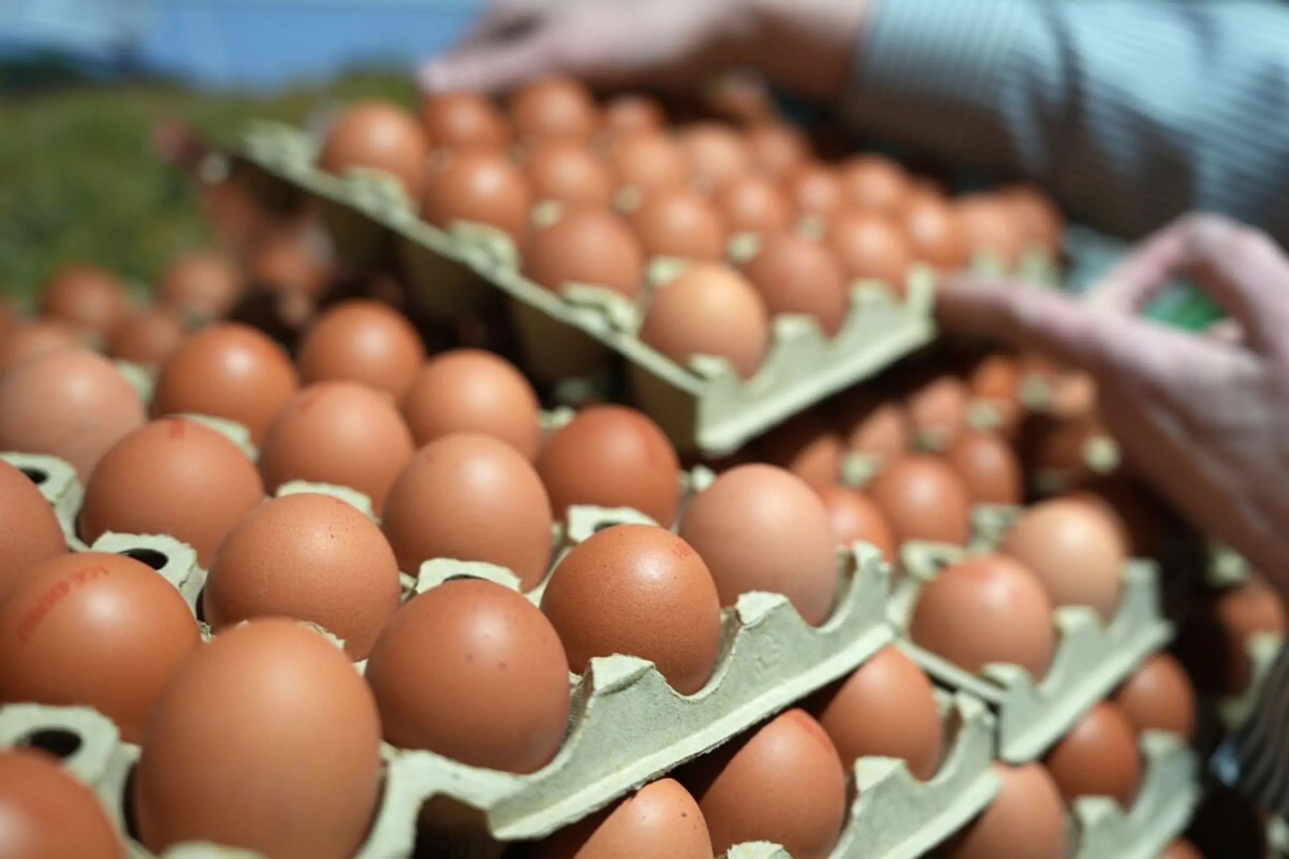 Aufregung um Eier aus Bayern