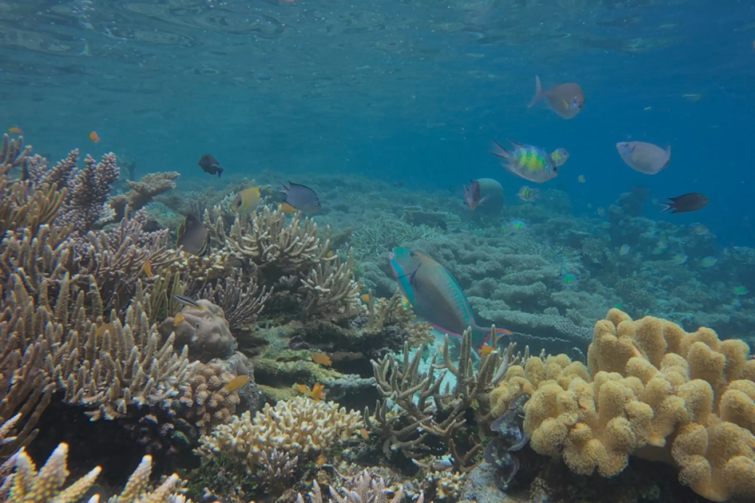 Nährstoffgleichgewicht im Meer in Gefahr