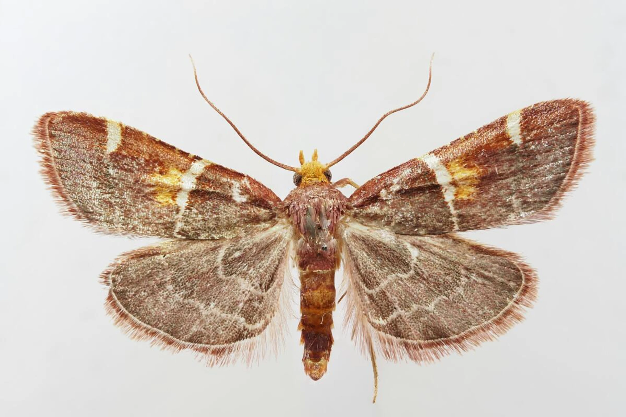 Papst-Leo-Schmetterling