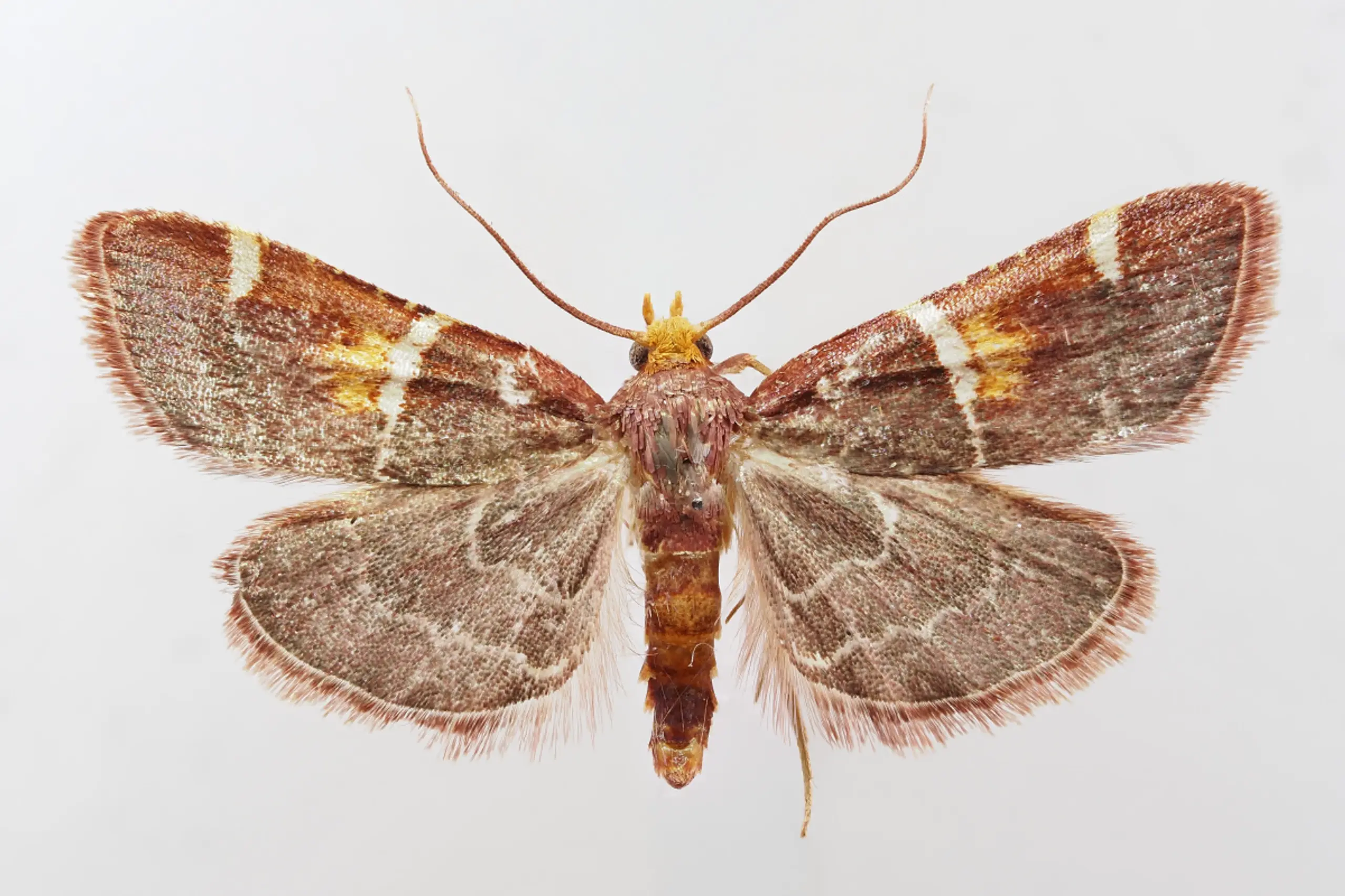 ++ HANDOUT ++ Schmetterling besitzt auffällige purpurfarbene Vorderflügel