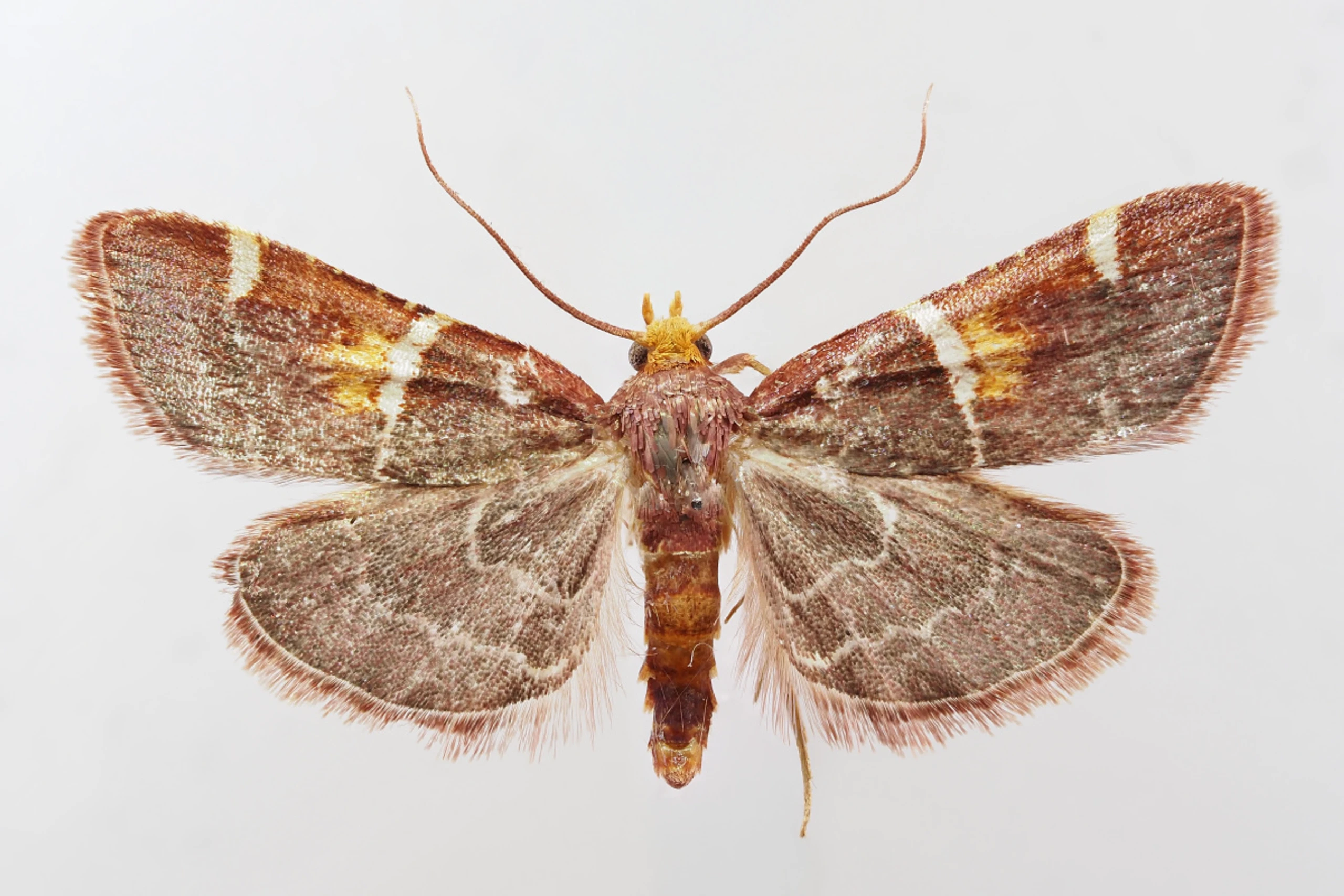 ++ HANDOUT ++ Schmetterling besitzt auffällige purpurfarbene Vorderflügel