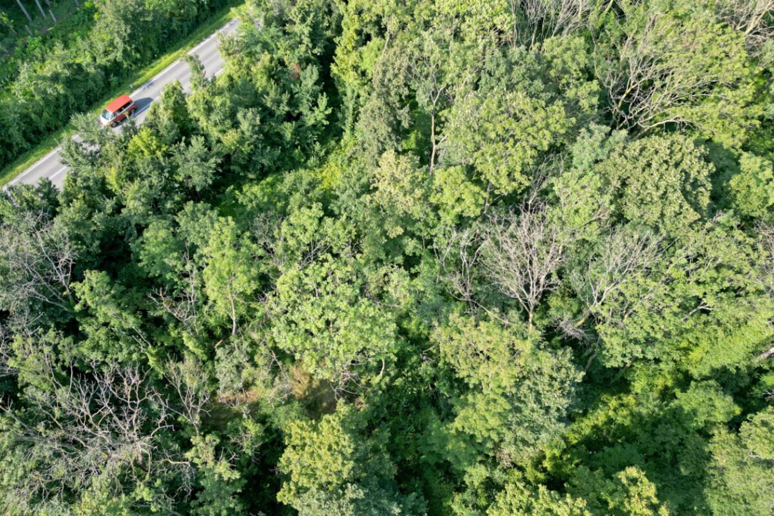 Teilweise abgestorbene vertrocknete Bäume in einem Wald