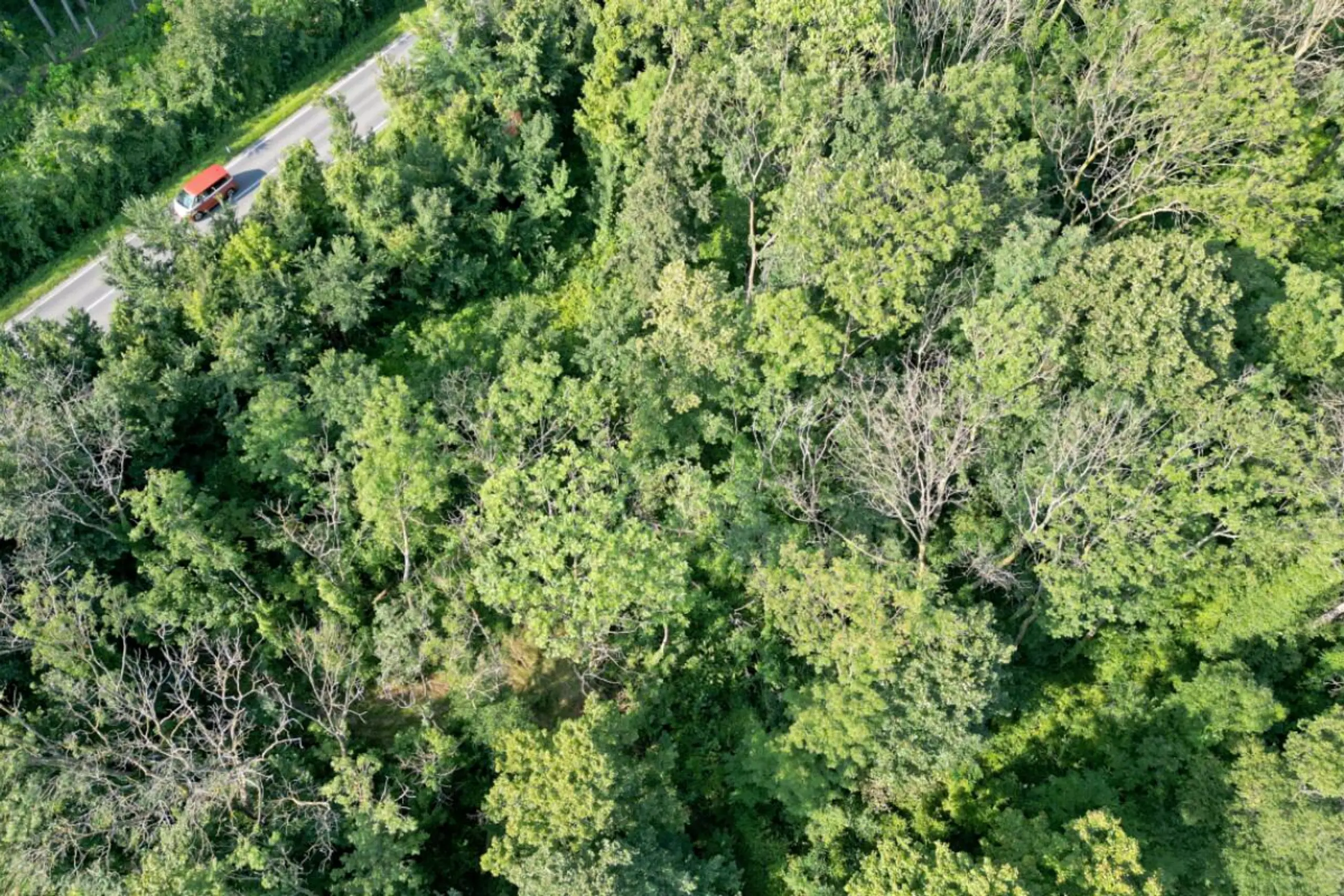 Teilweise abgestorbene vertrocknete Bäume in einem Wald