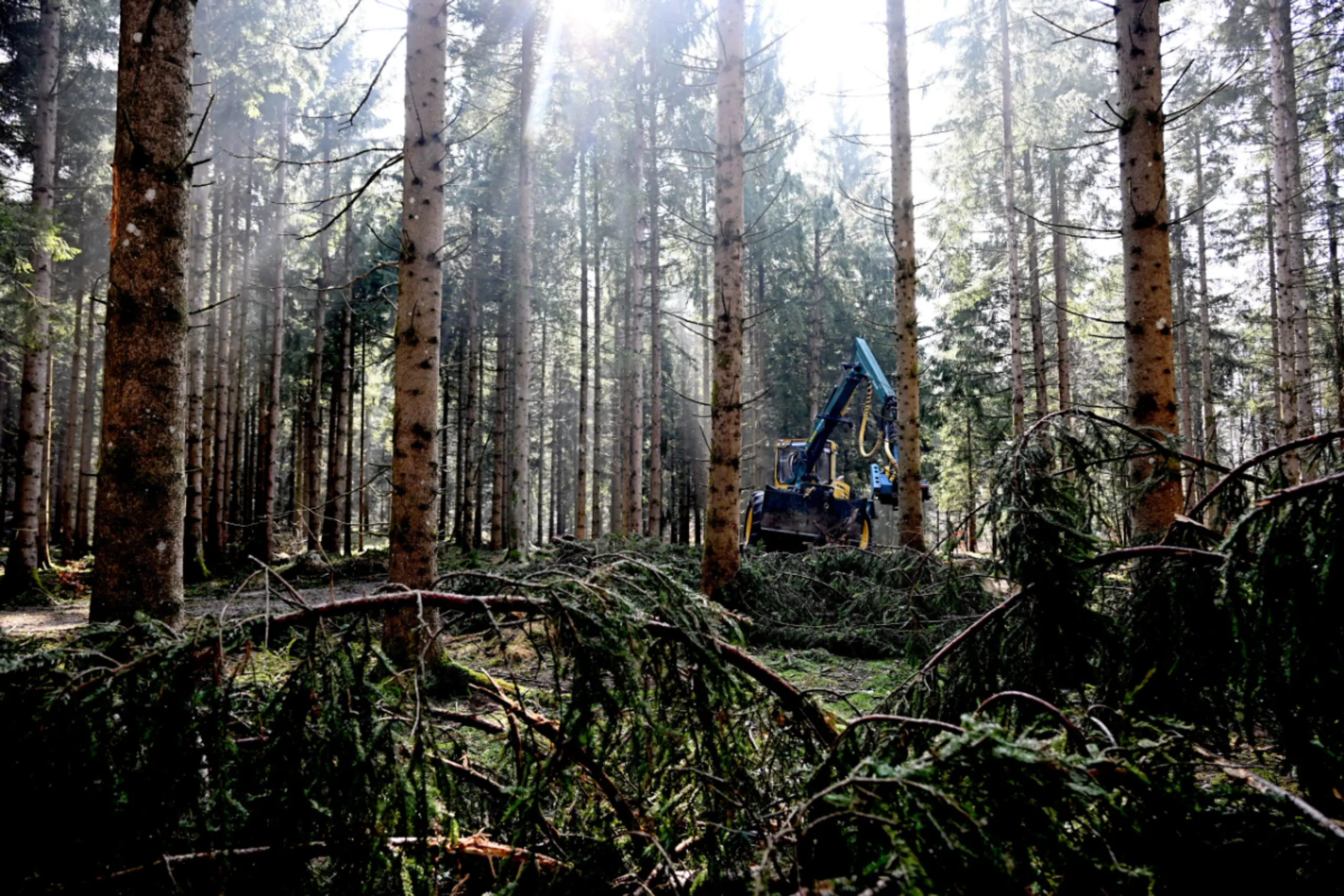 Der Verband kritisiert die Waldbewirtschaftung in Österreich