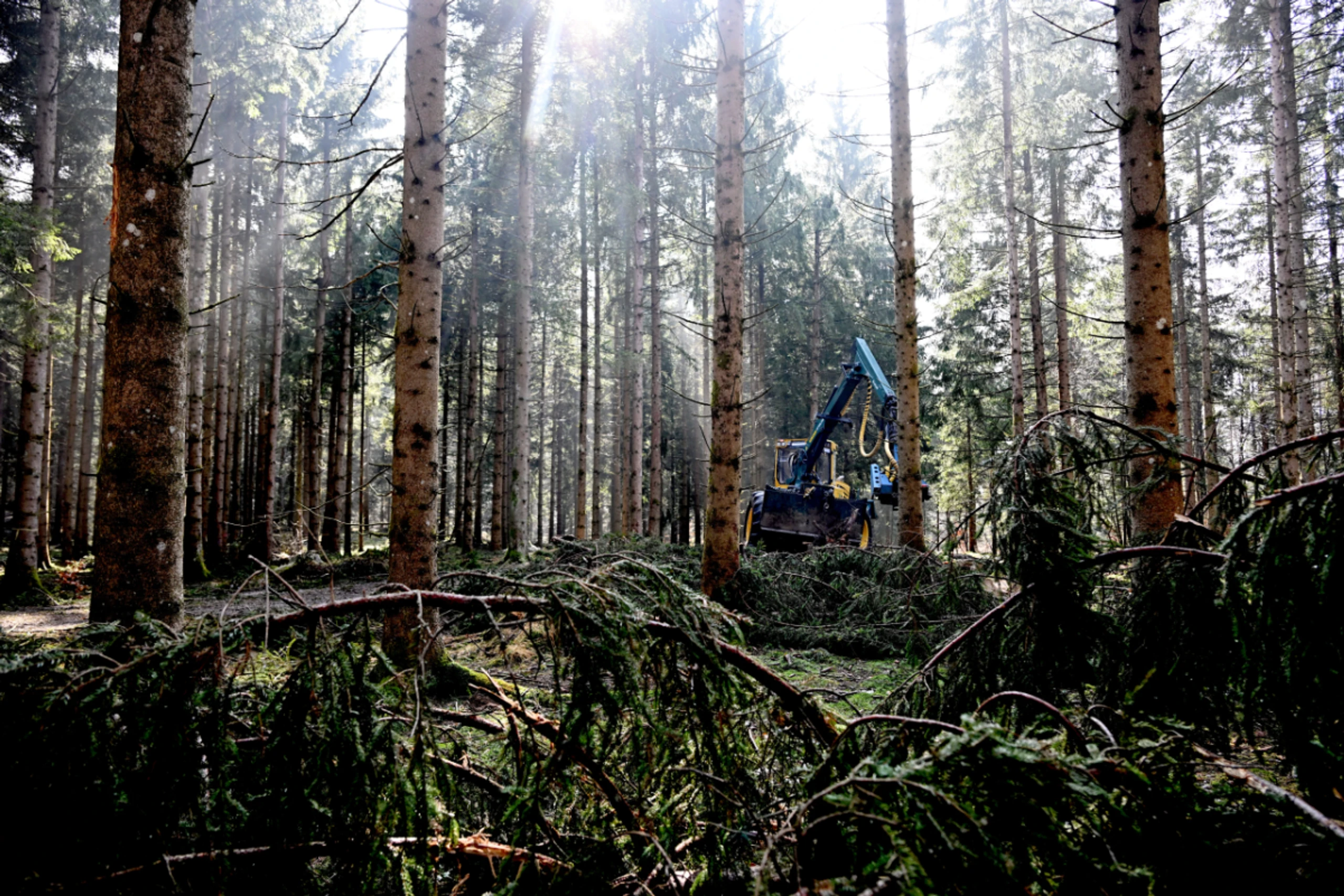 Der Verband kritisiert die Waldbewirtschaftung in Österreich