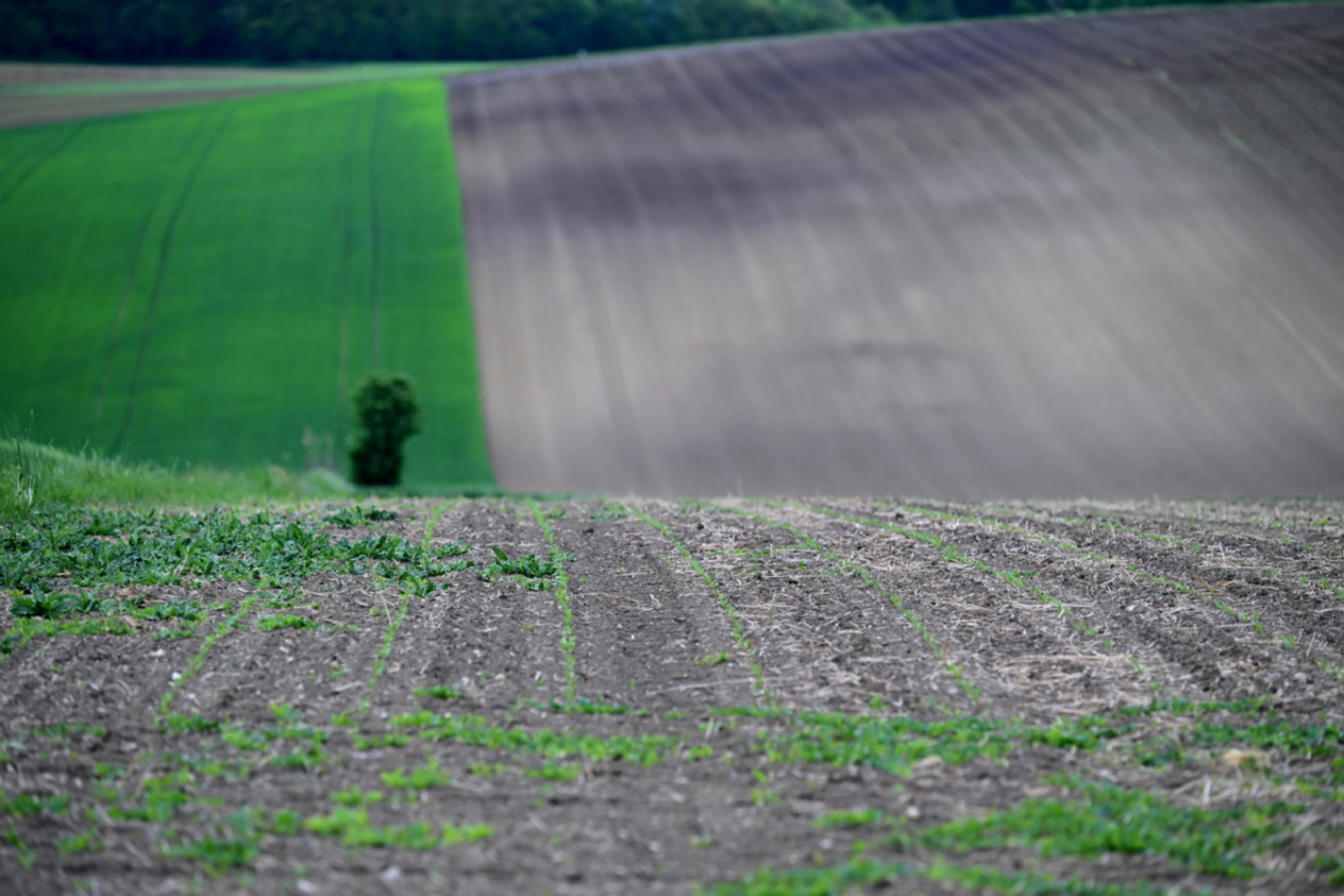 Die Landwirtschaftskammer rechnet mit "unterdurchschnittlichen Ernte"