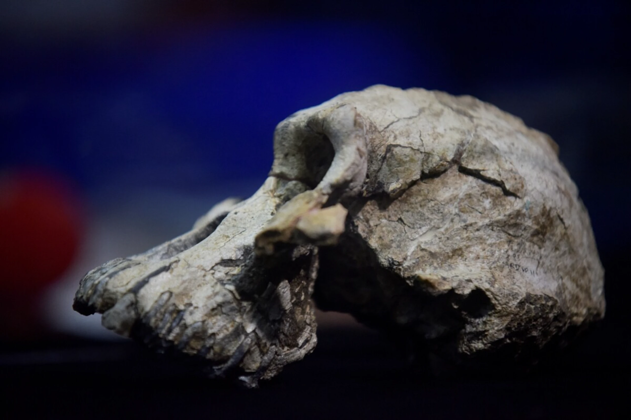 Schädel eines Australopithecus
