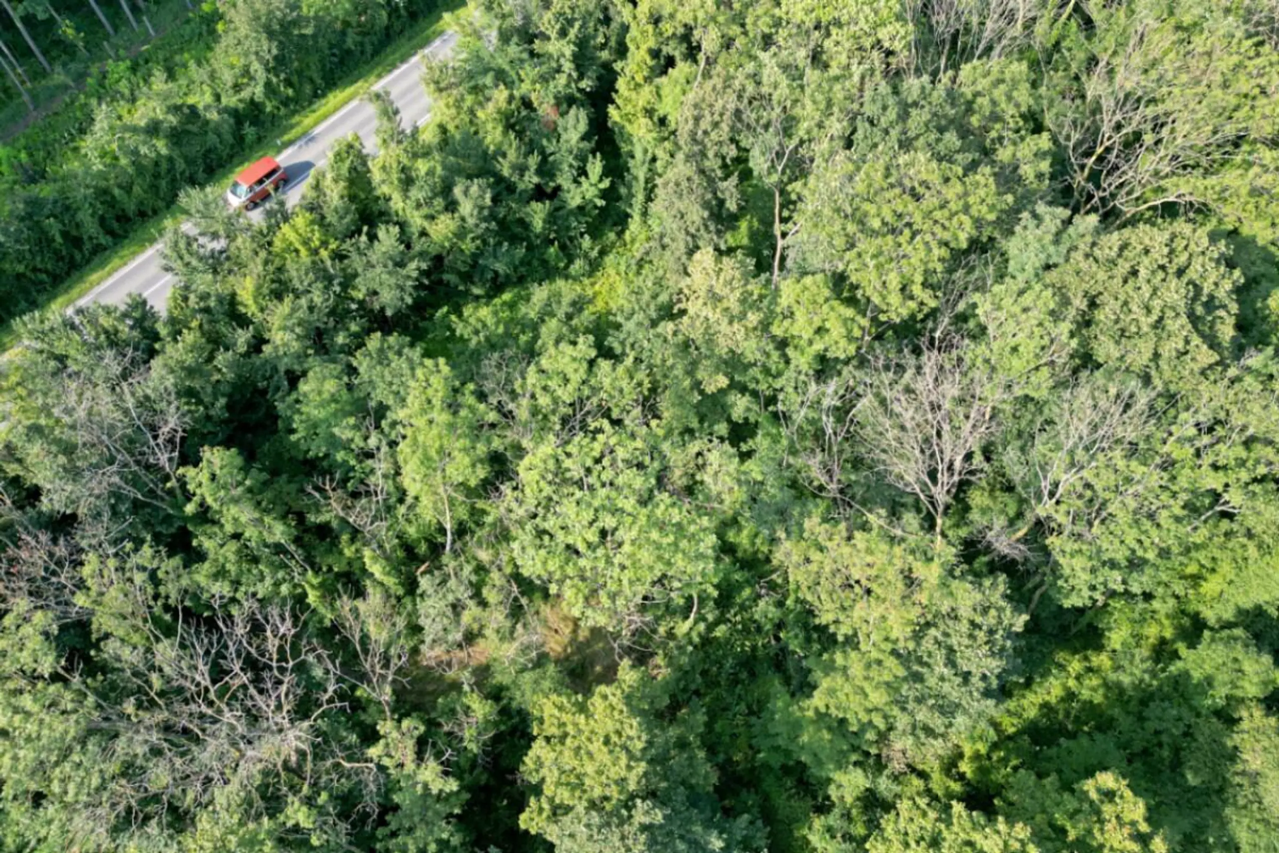 Trotz Klimawandel vierthöchster Gewinn für Bundesforste