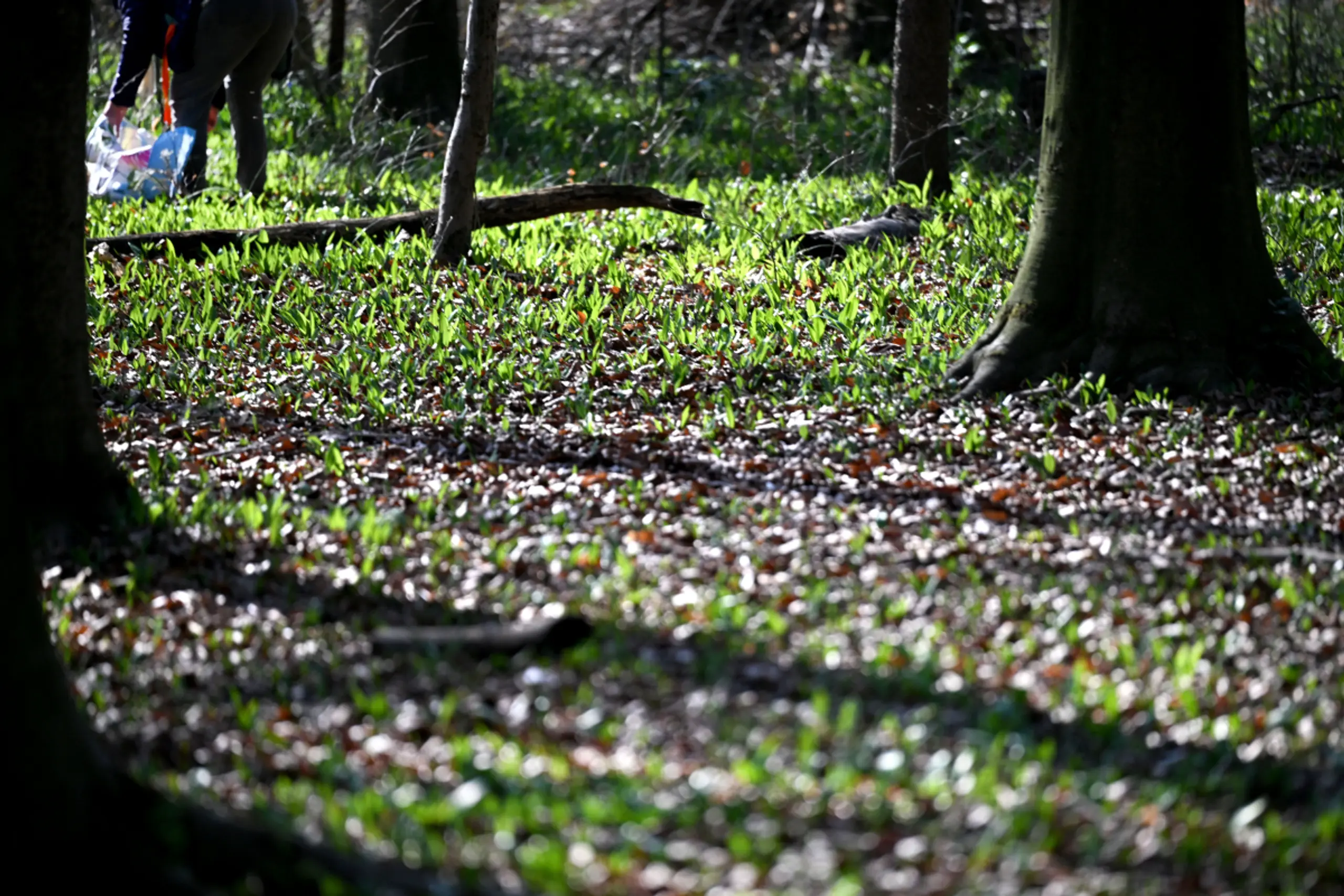 Die Biodiversität in Österreich hat Aufholbedarf