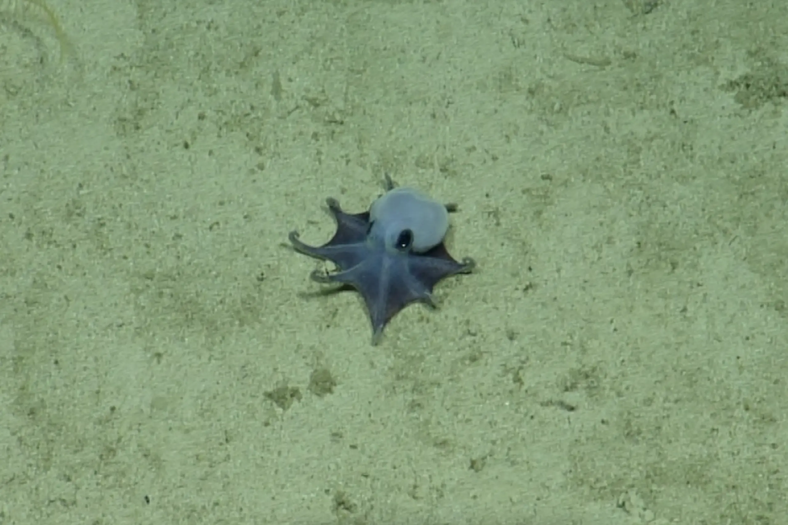 In einer Tiefe von rund 1.773 Metern filmte die Kamera den kleinen Kraken