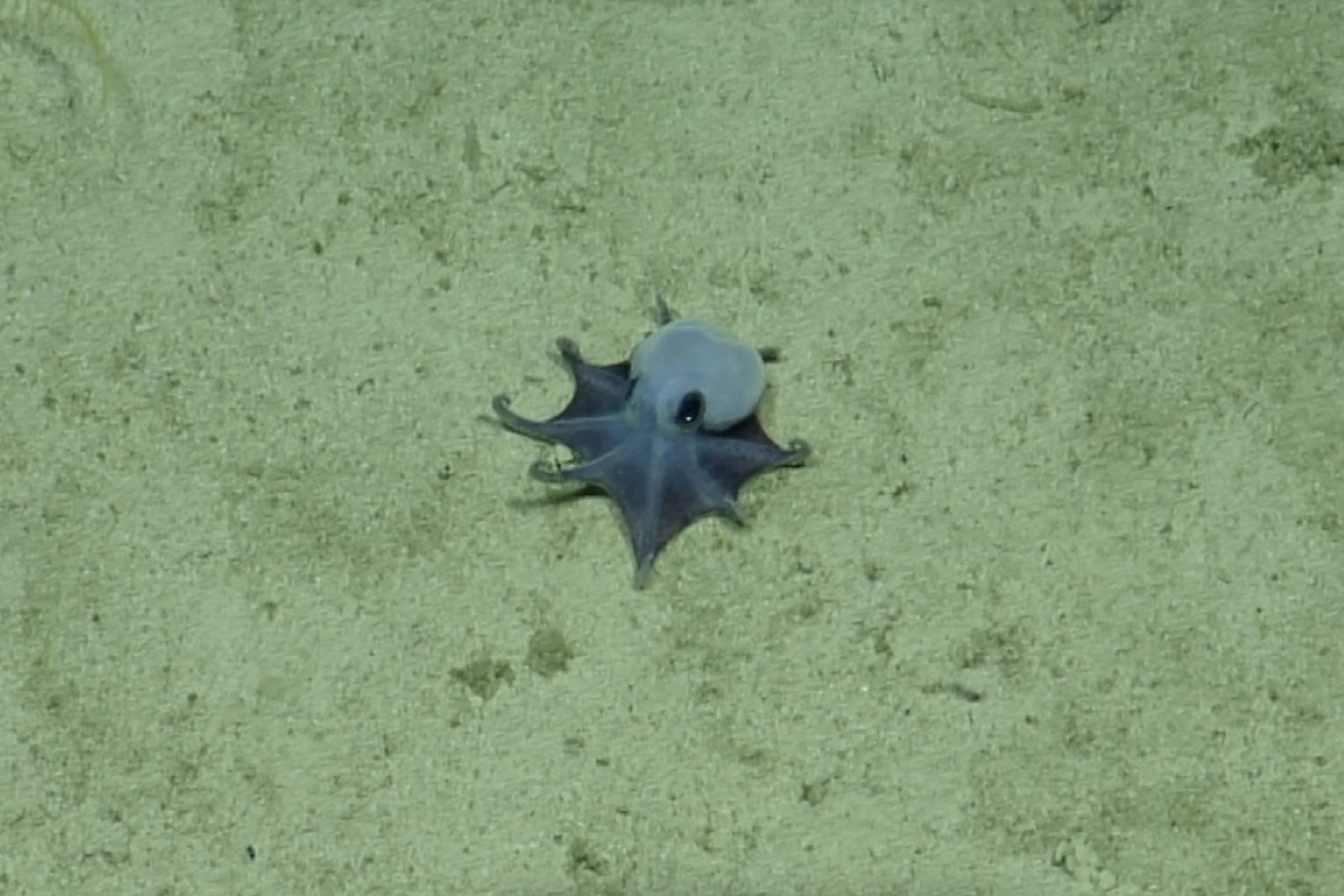 In einer Tiefe von rund 1.773 Metern filmte die Kamera den kleinen Kraken