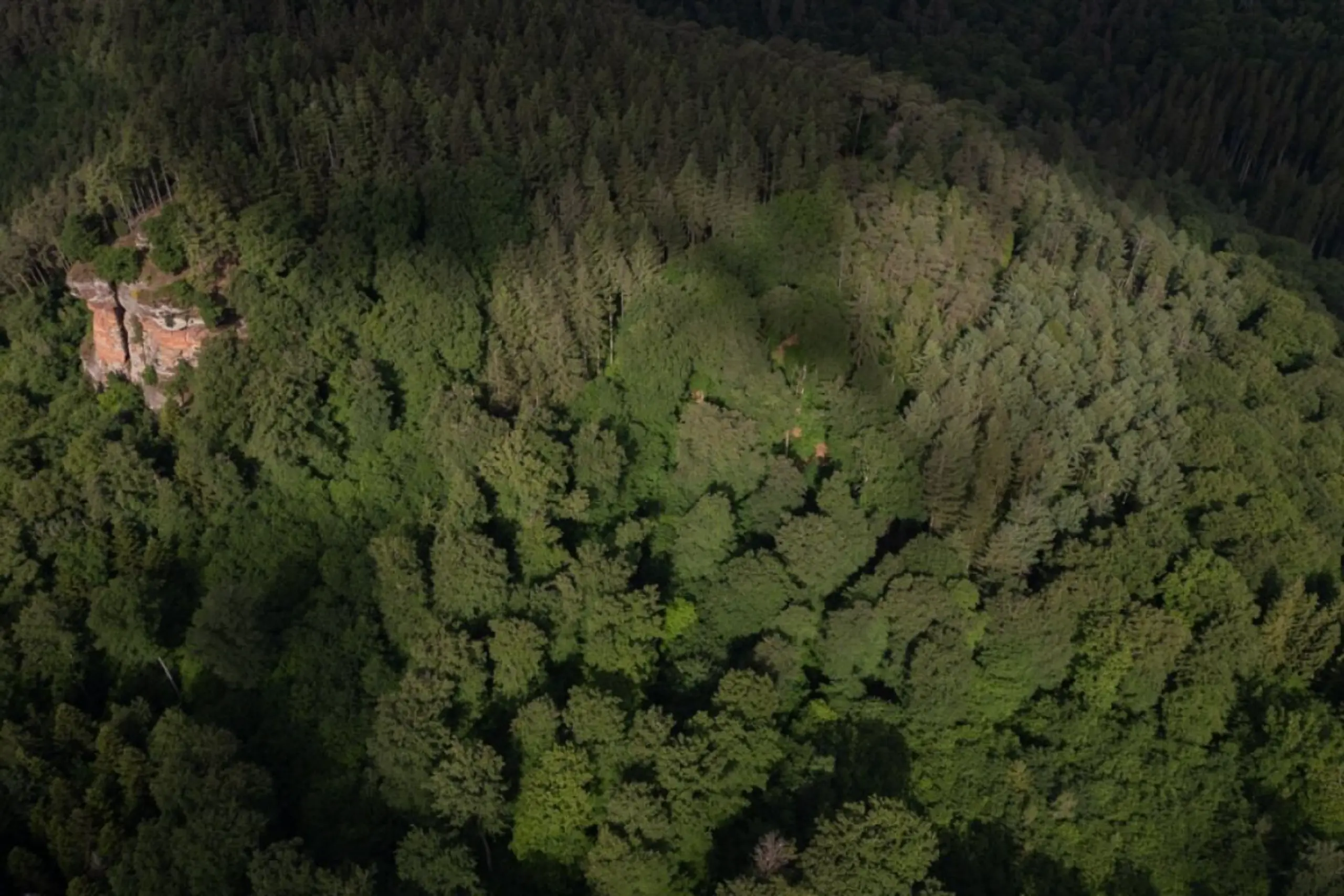 Verborgene Artenvielfalt am Waldboden soll erforscht werden