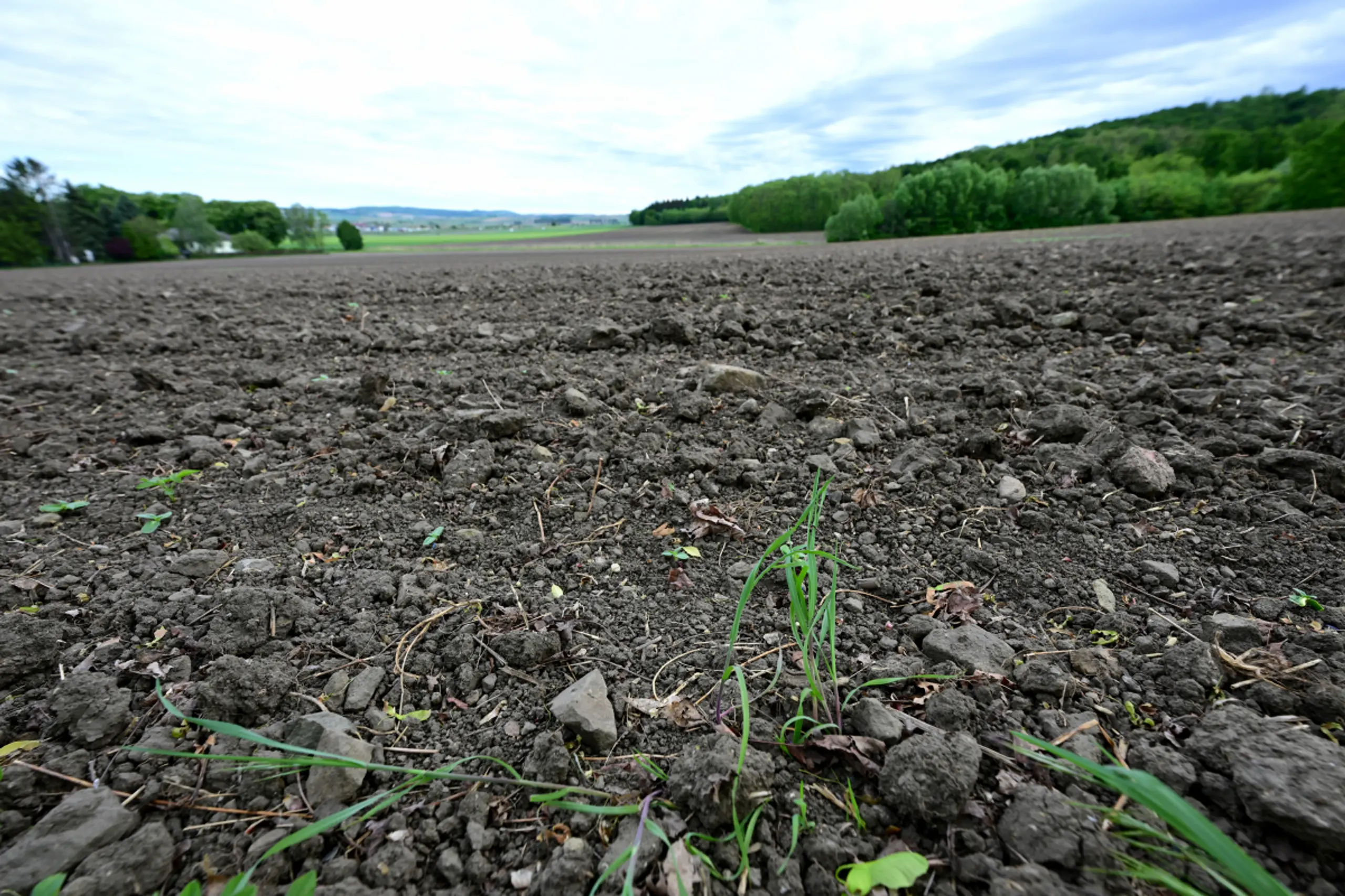 Landwirtschaftskammer-Chef: "Viele Äcker schreien nach Regen"