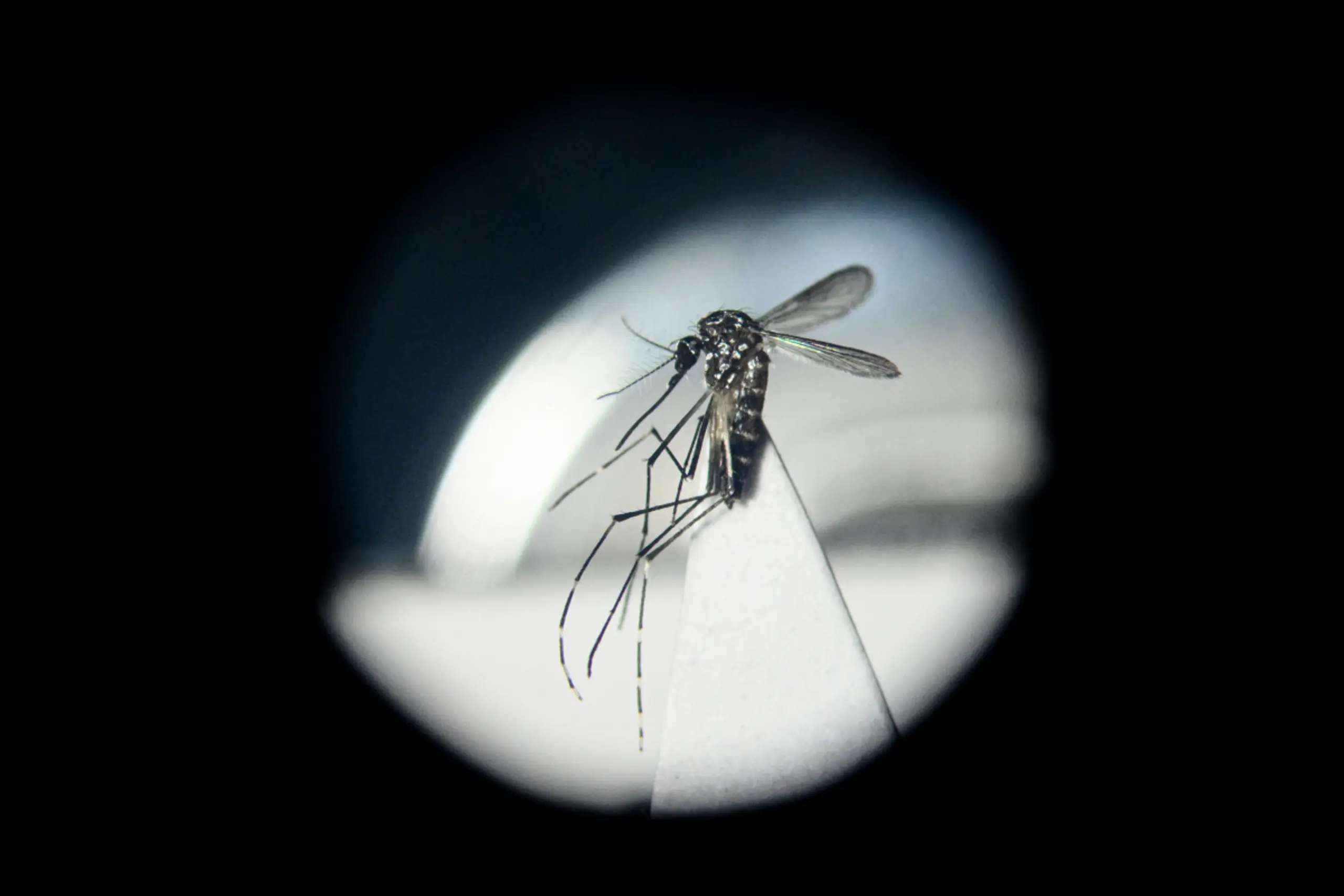 Das Chikungunya-Virus wird von Stechmücken übertragen