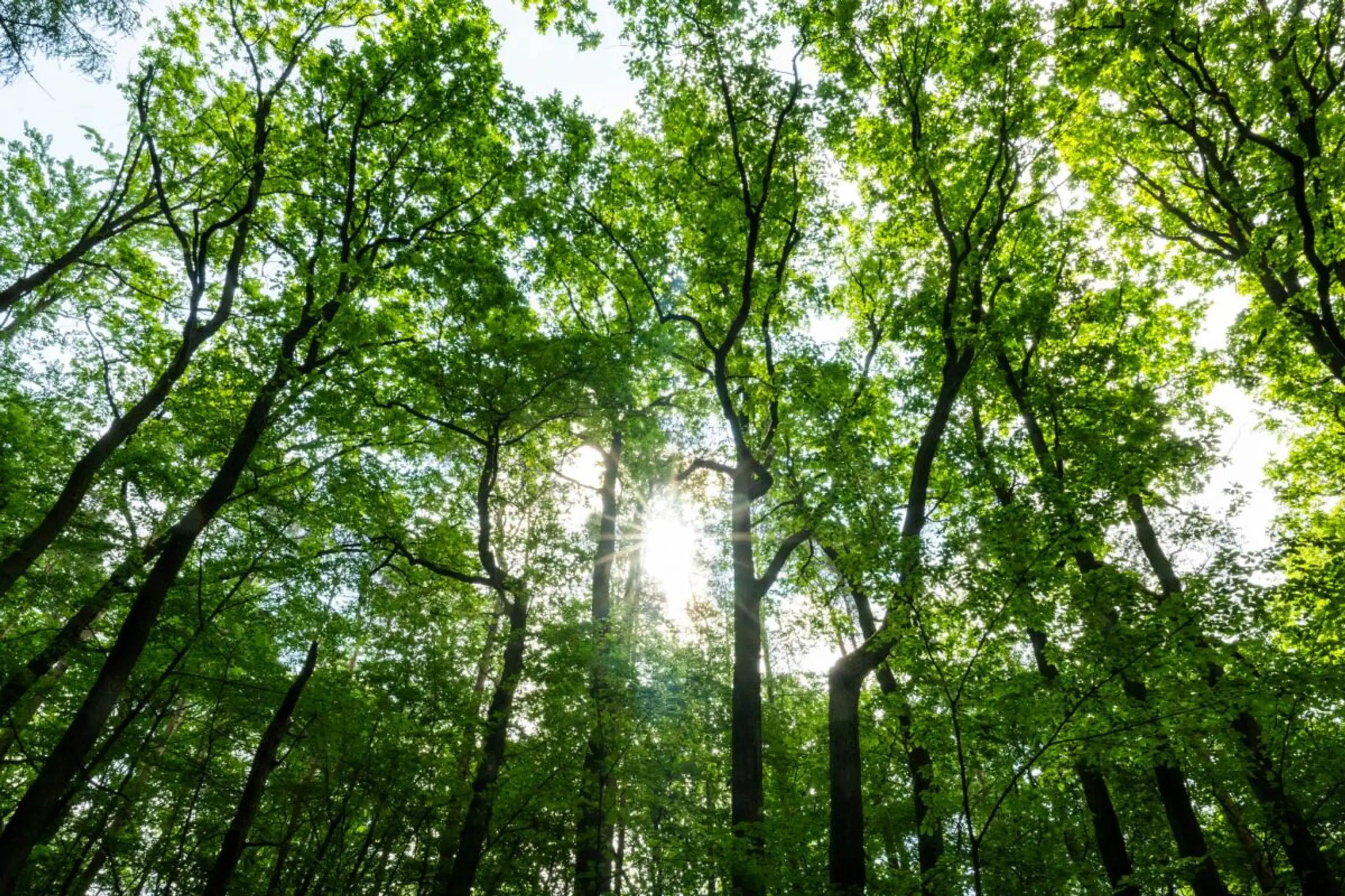 Wälder spielen derzeit die zentrale Rolle bei der CO2-Entnahme