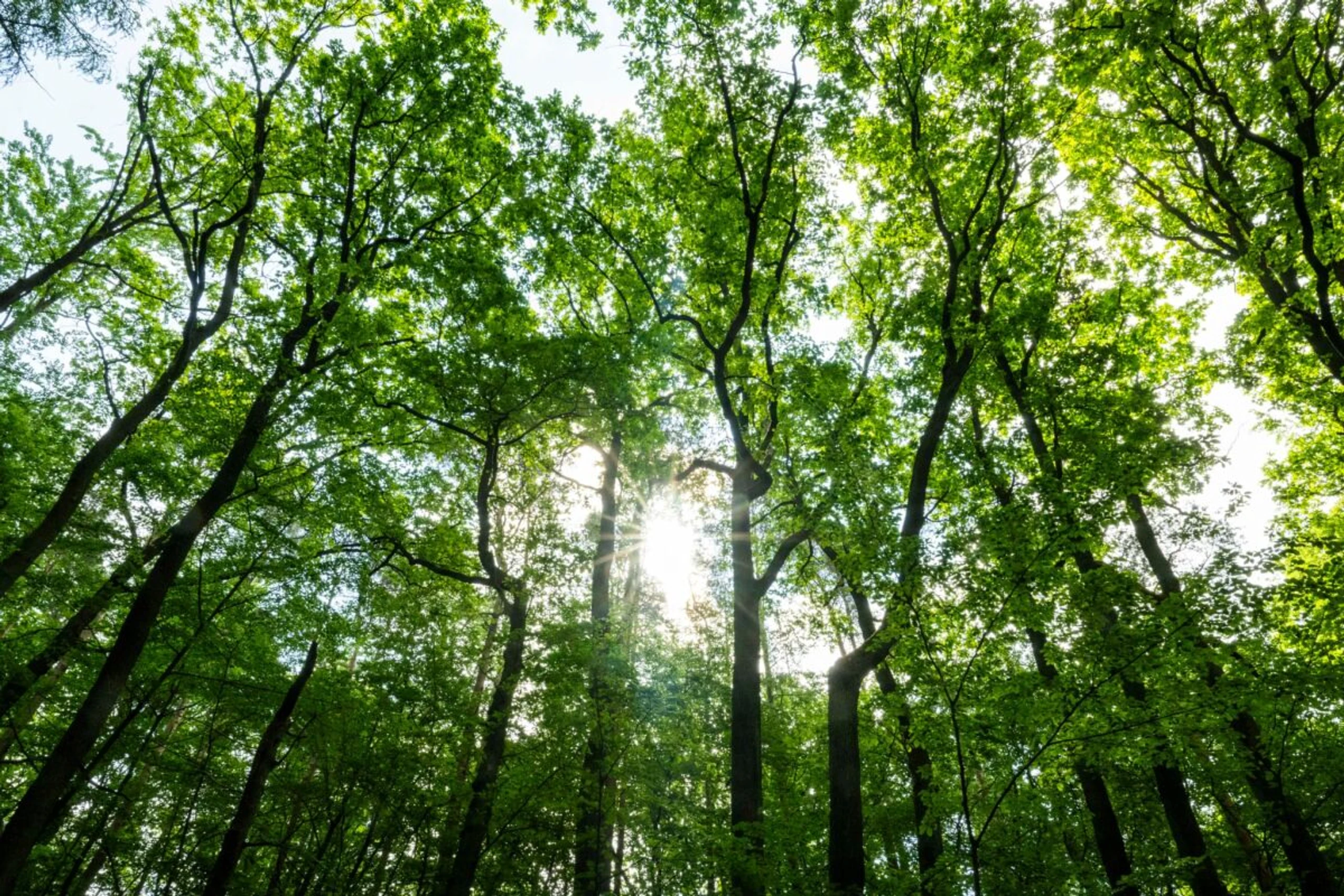Wälder spielen derzeit die zentrale Rolle bei der CO2-Entnahme
