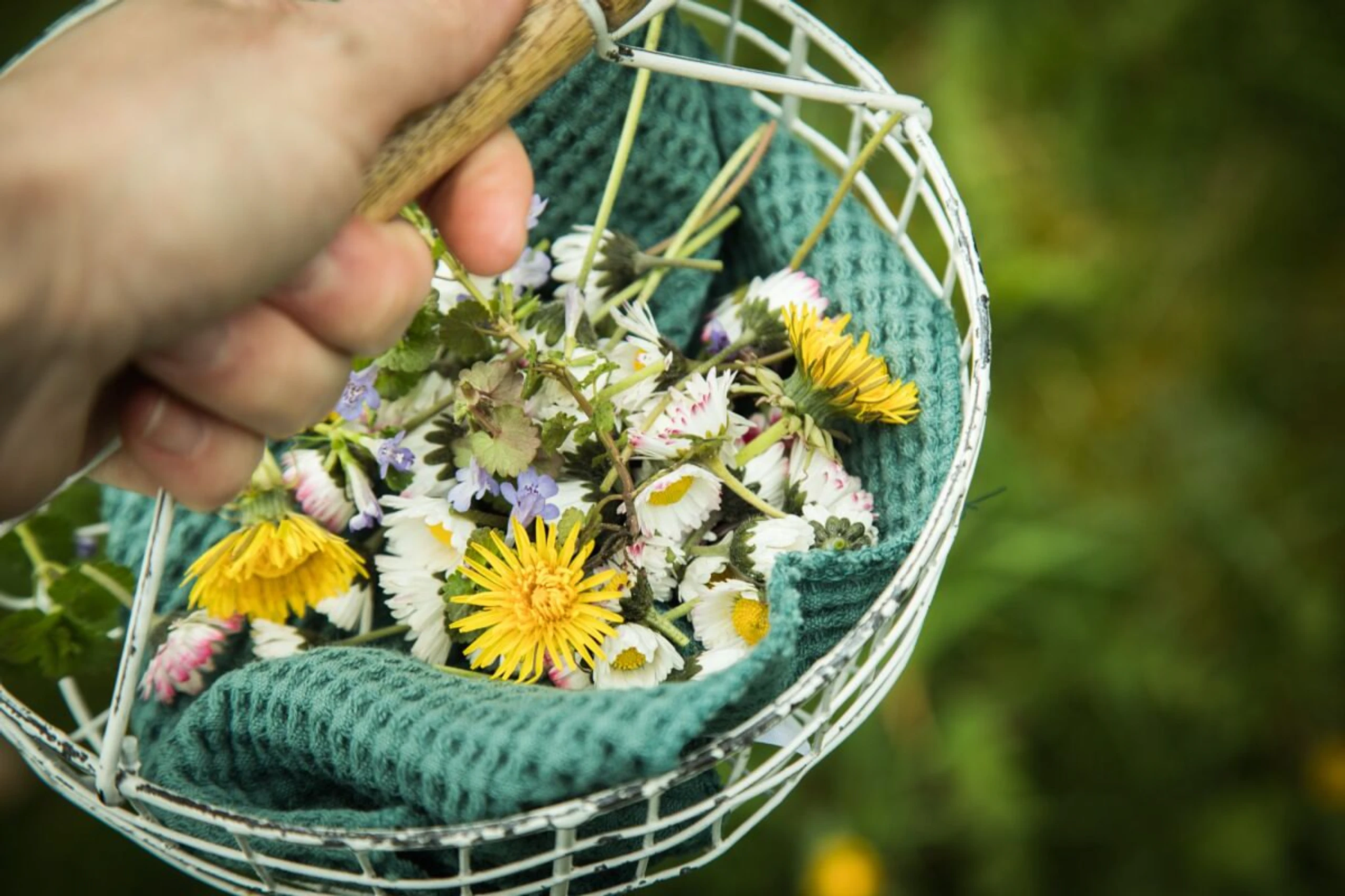 ++ ARCHIVBILD ++ Zahlreiche Blüten eignen sich als aromatische Ergänzung für Speisen