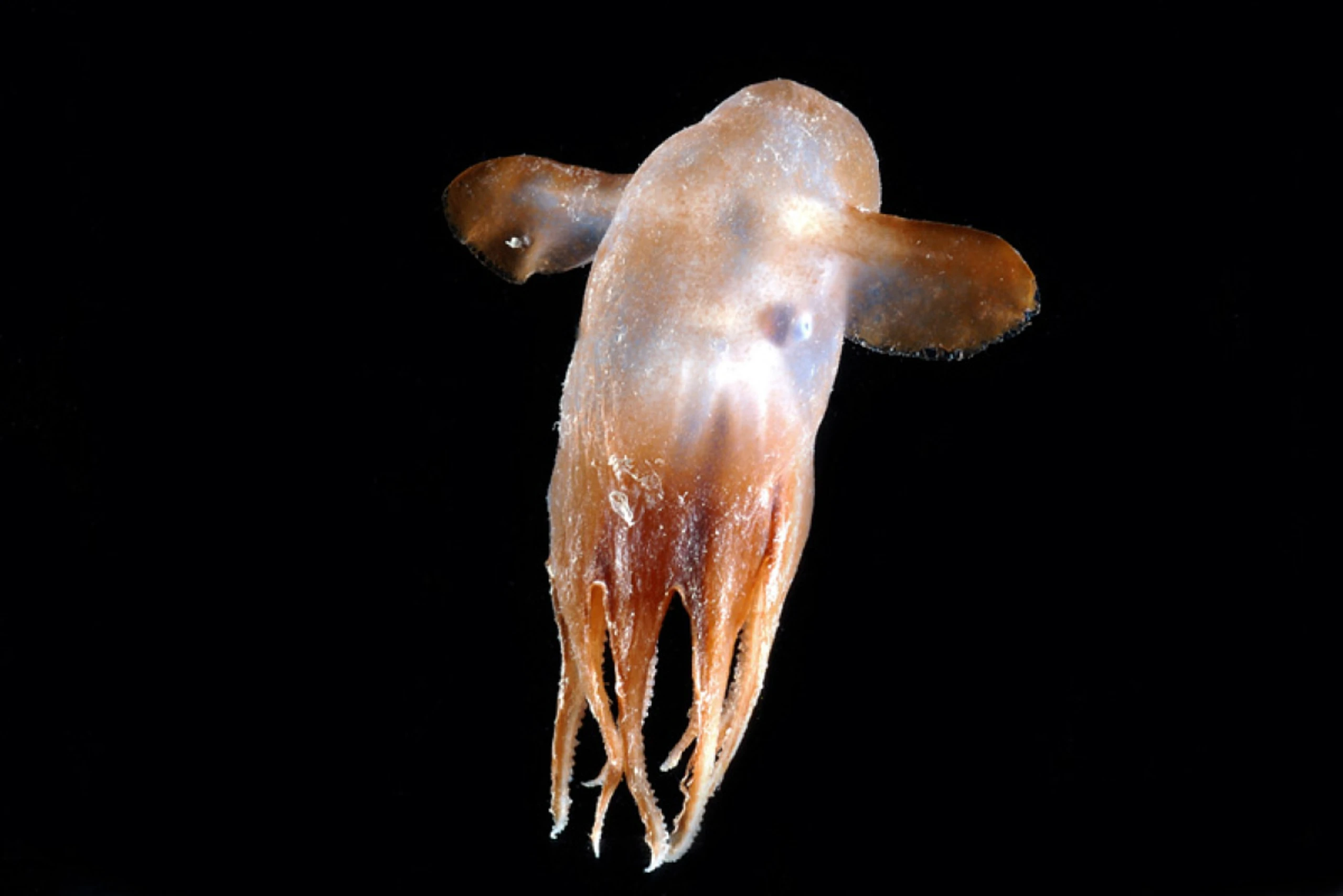 Experiment mit Oktopussen