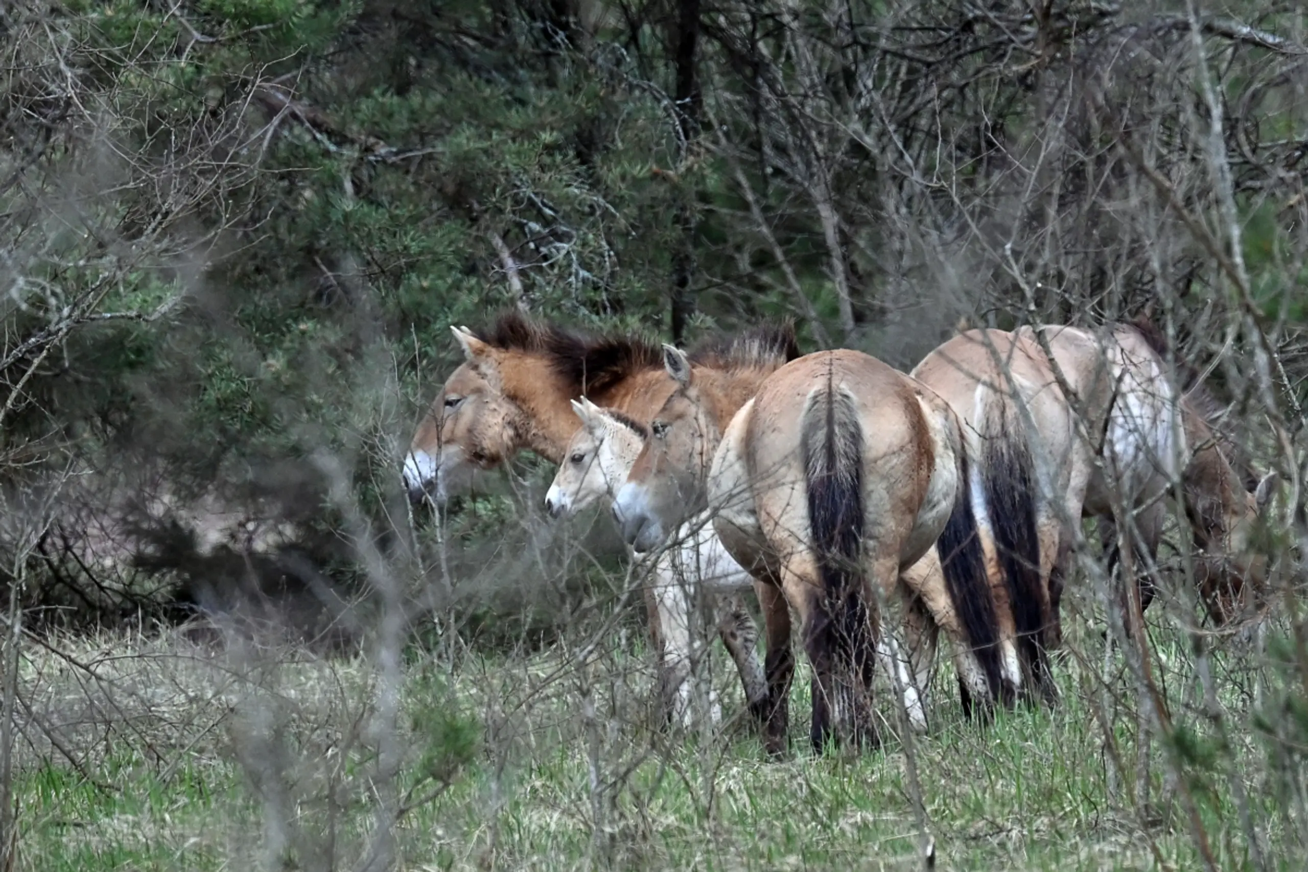 Przewalski-Pferde gelten als die letzten echten Wildpferde