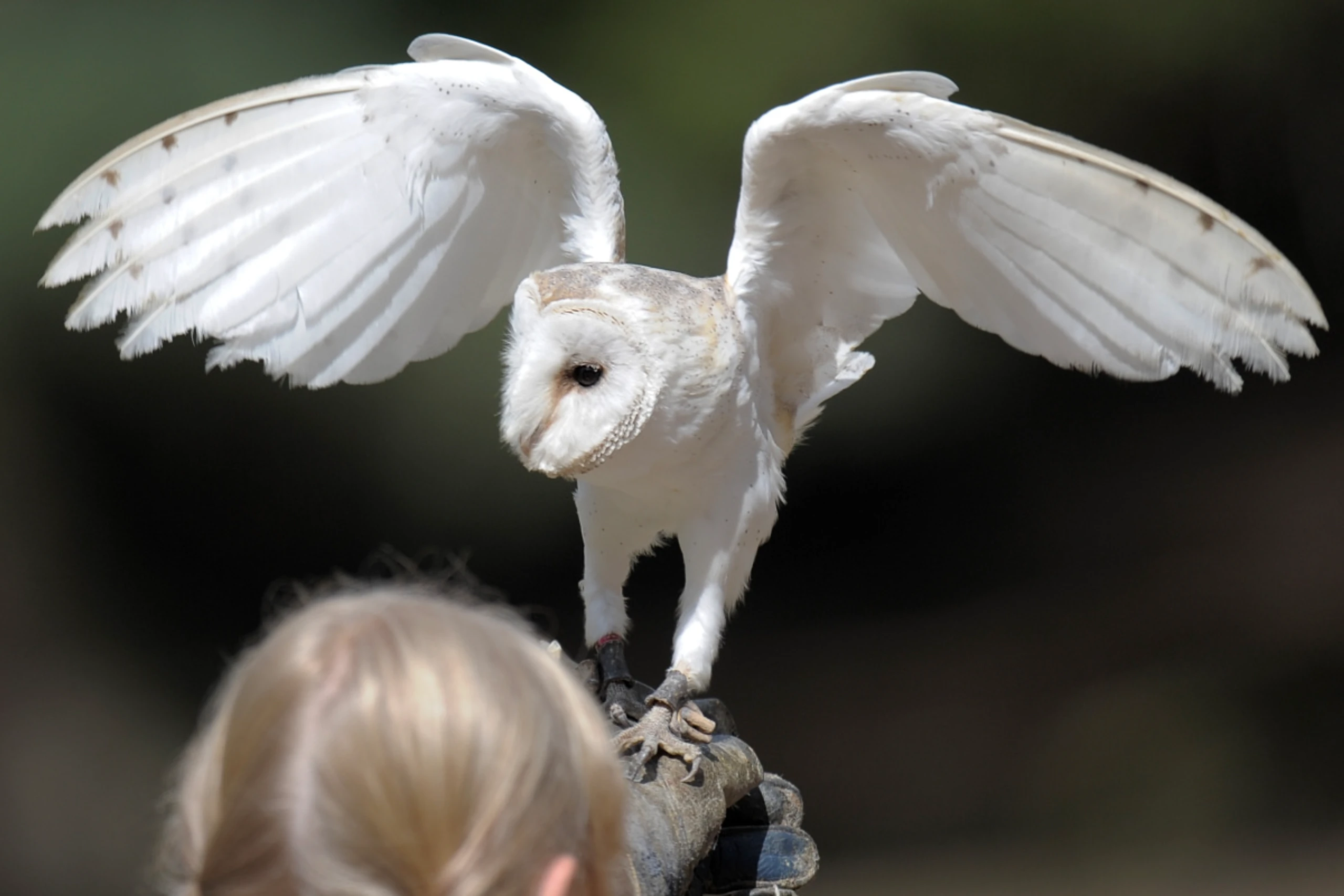 Vögel kommen in verschiedenen Farbvarianten vor