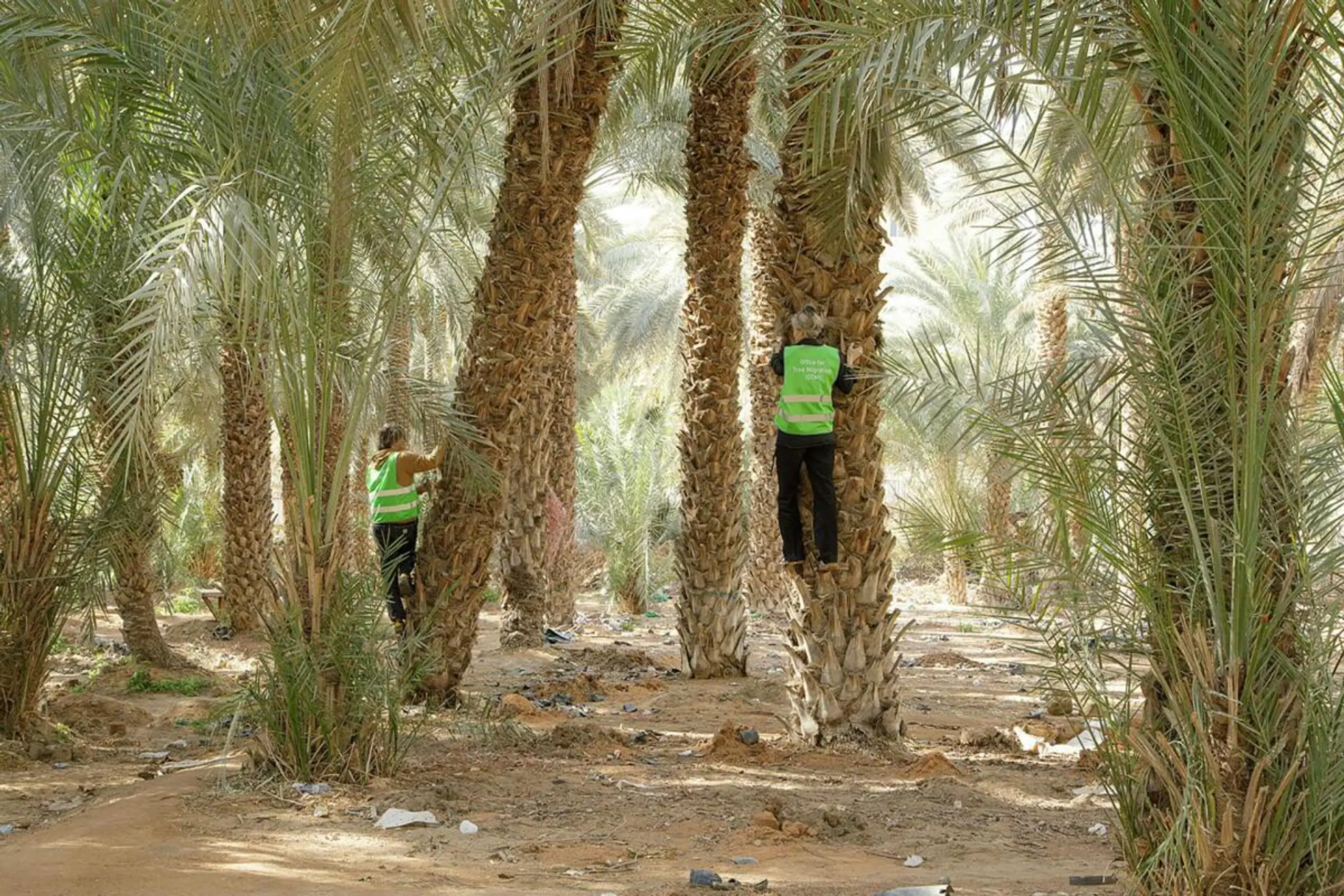 StarsPrize-Gewinnerprojekt "Office For Tree Migration" von Agnes Meyer-Brandis.