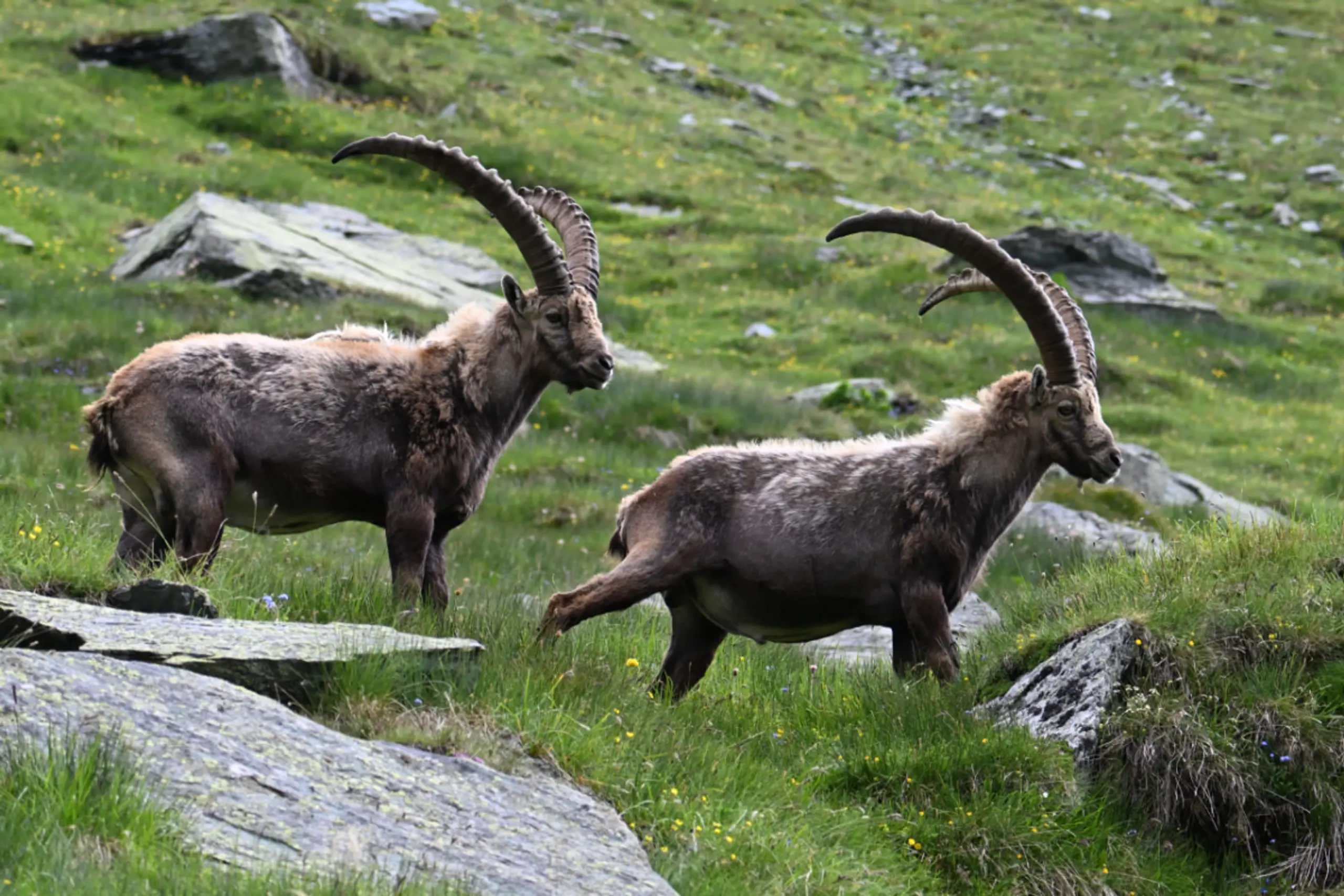 Steinböcke im Nationalpark Hohe Tauern in Heiligenblut in Kärnten