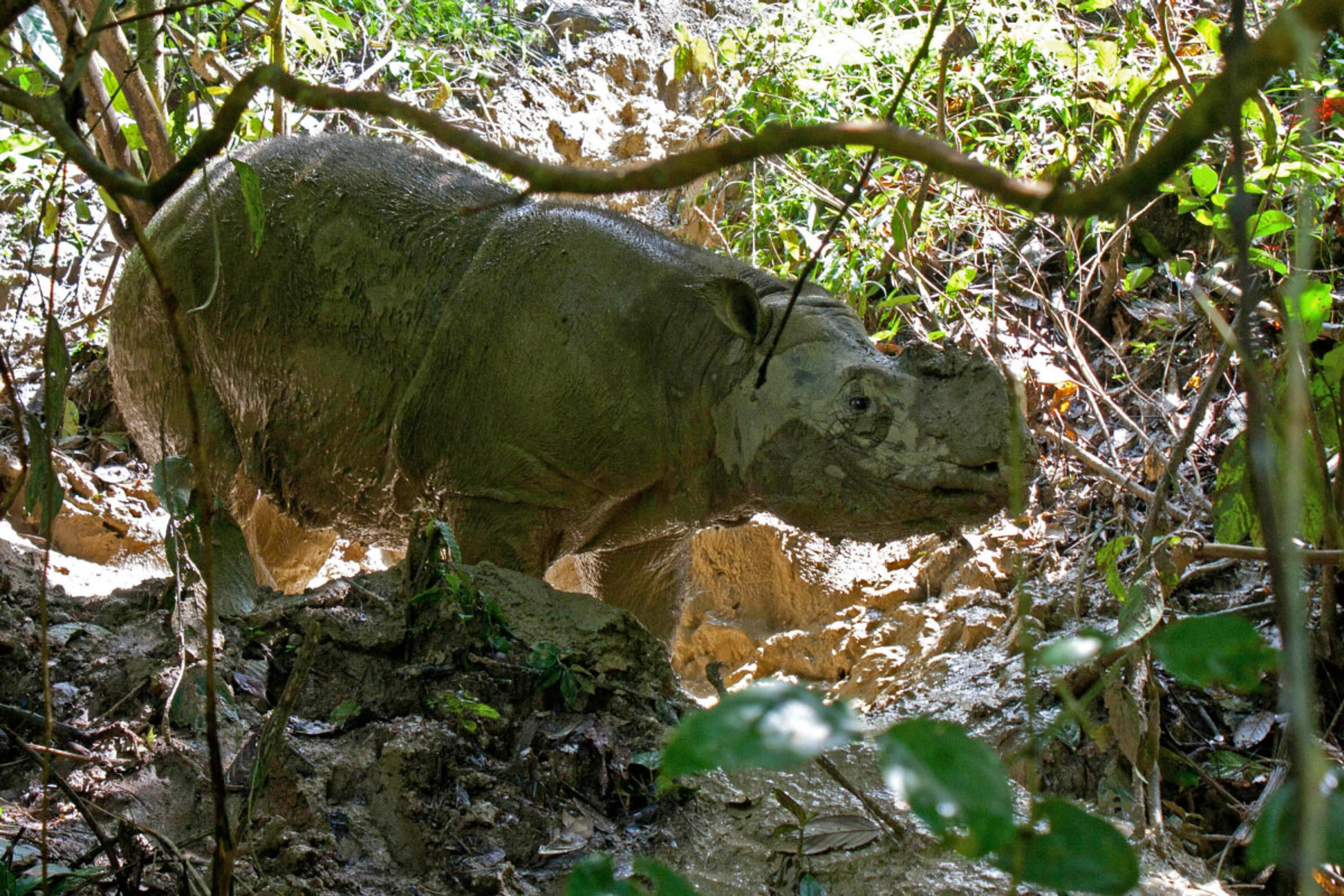 Nashorn auf Sumatra gefunden (Archivbild)