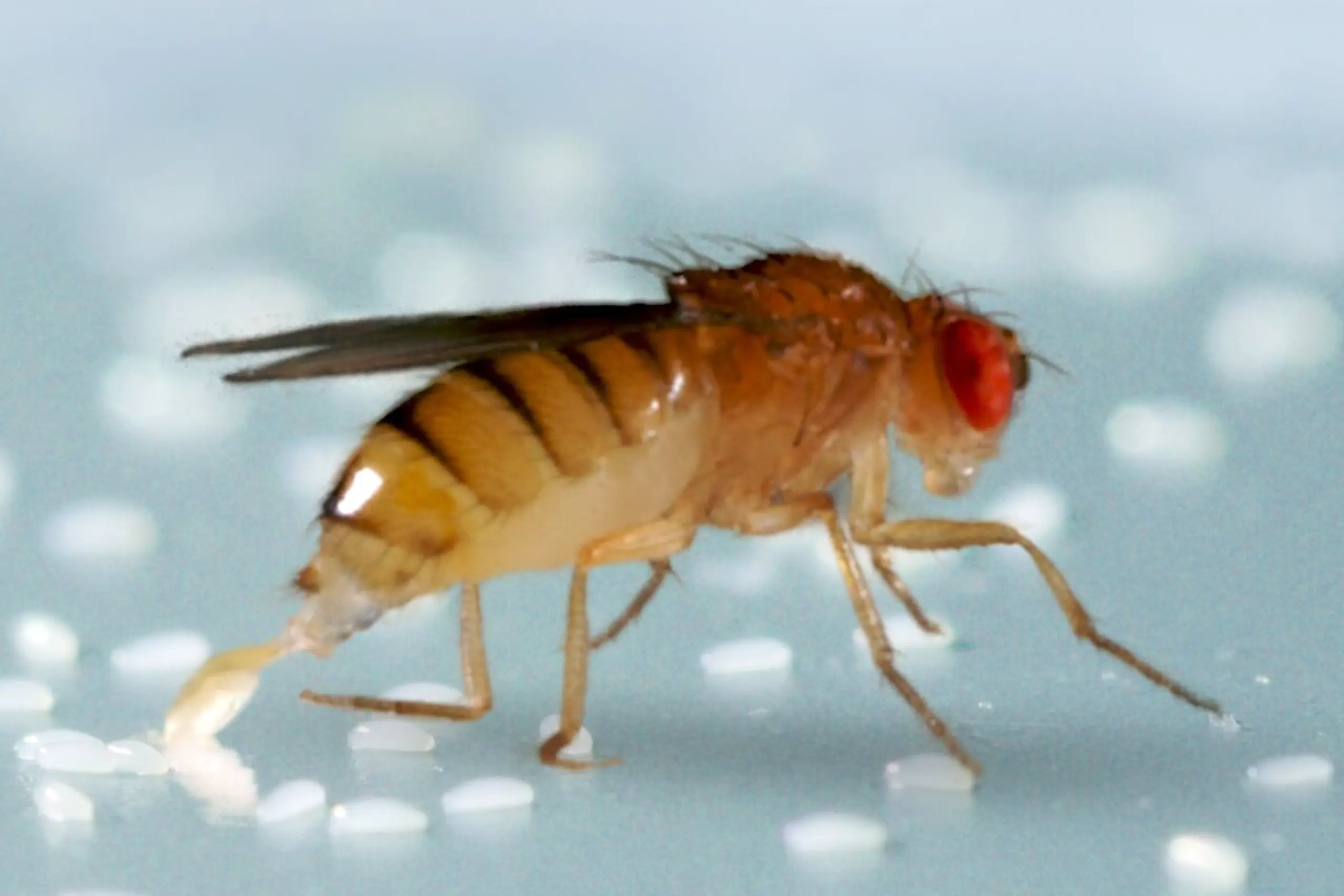 Drosophila melanogaster zählt zu häufigsten Taufliegen-Arten in Wien