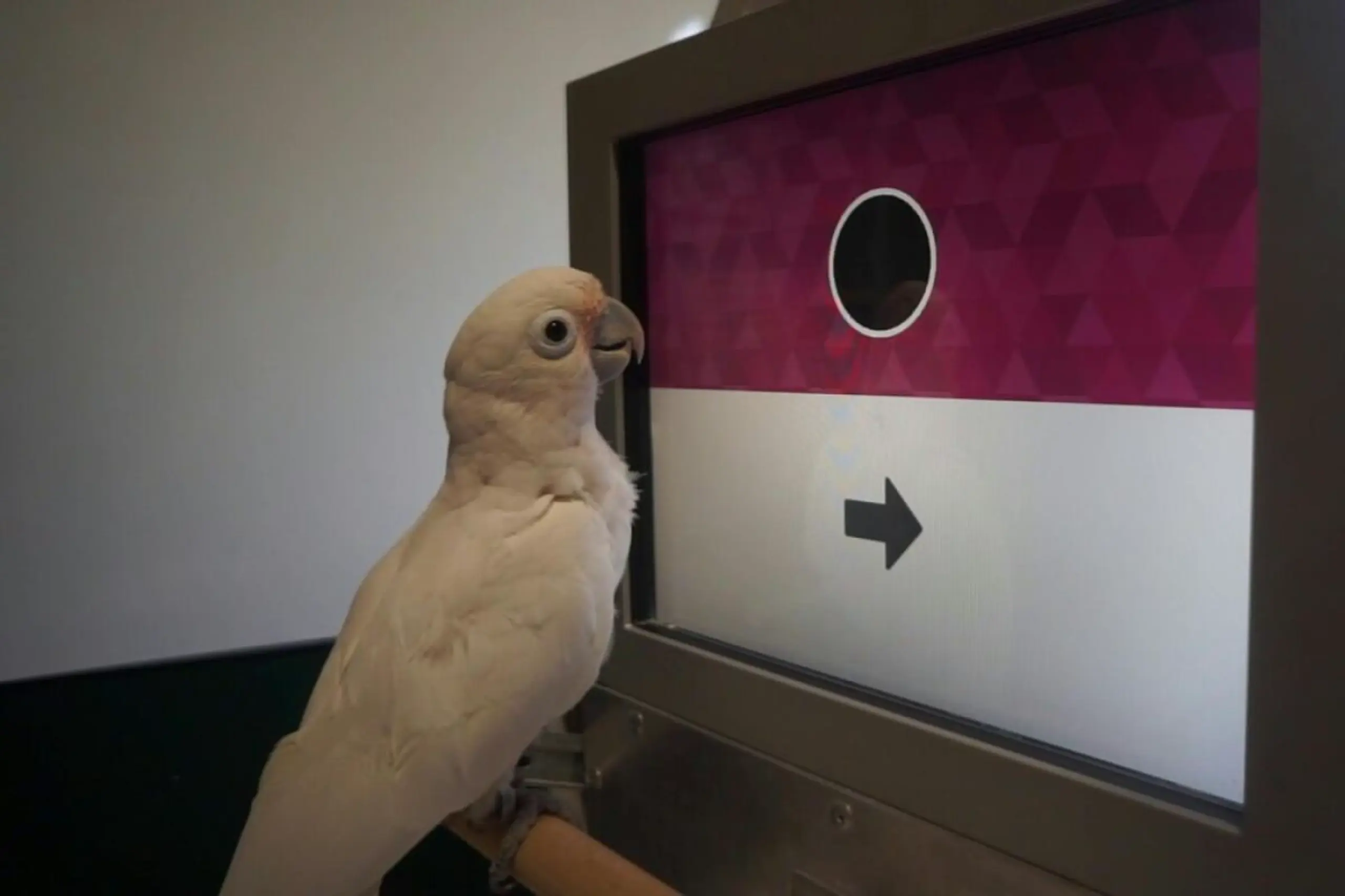 Papageienvögel wurden mittels Touchscreen trainiert