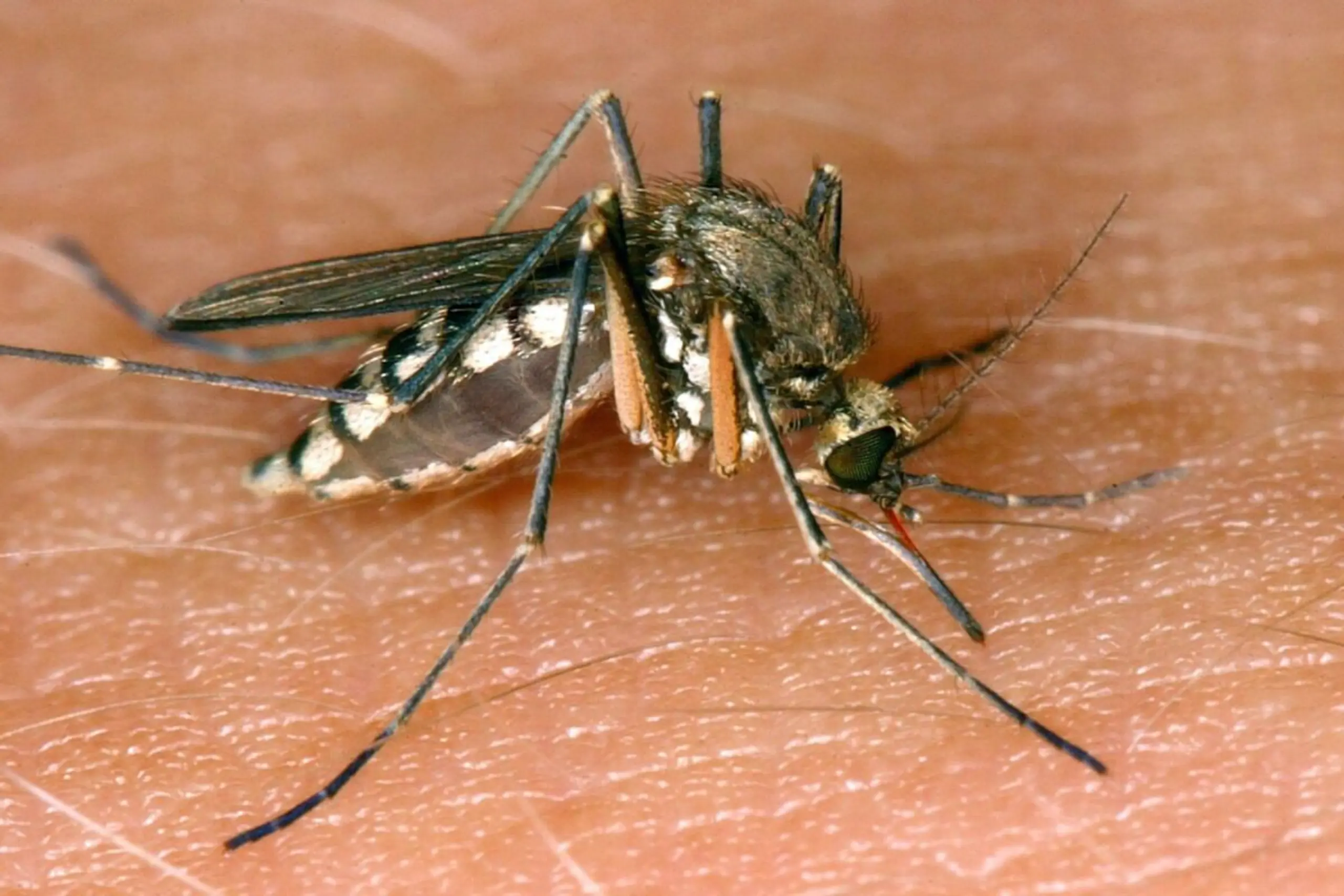 West-Nil-Virus wird von Mücken übertragen