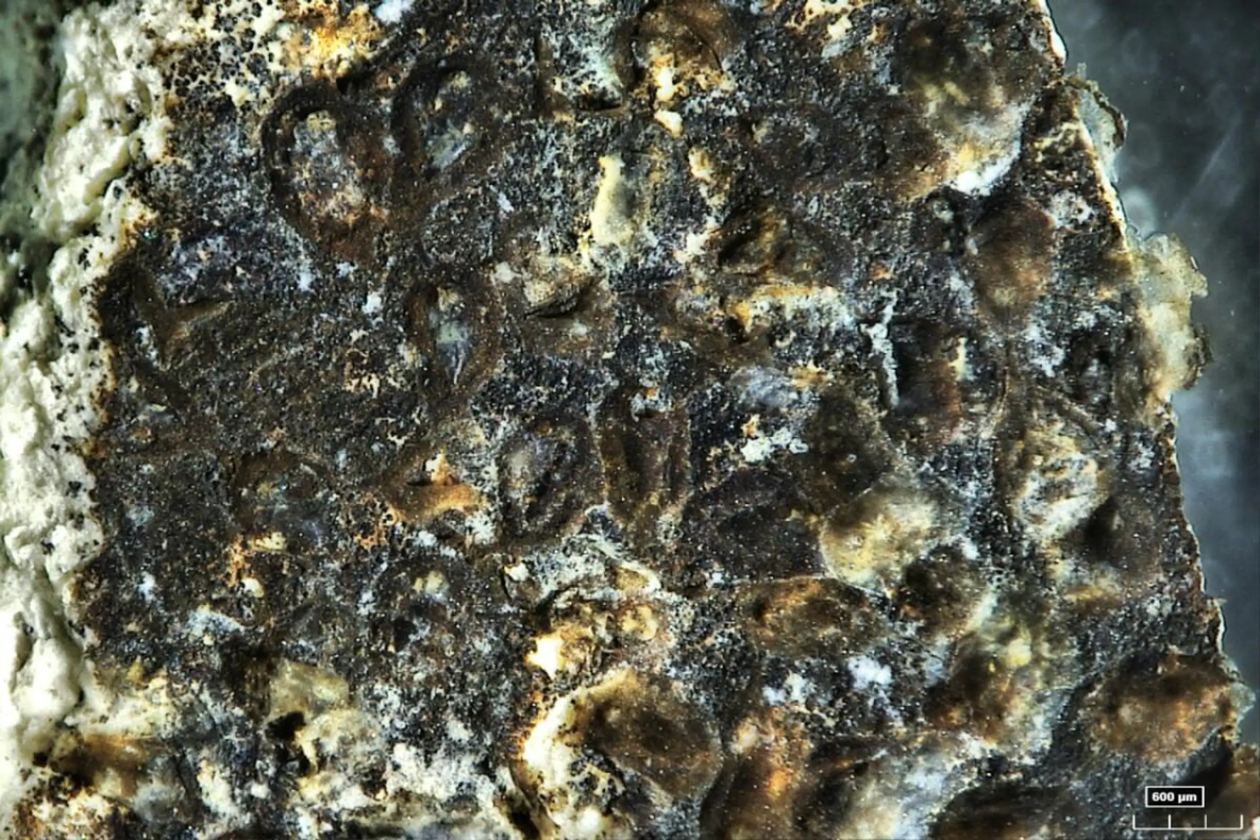 Die Moostierchen-Art Pierrella fendouzhei wurde in fast 10.000 Metern Tiefe entdeckt