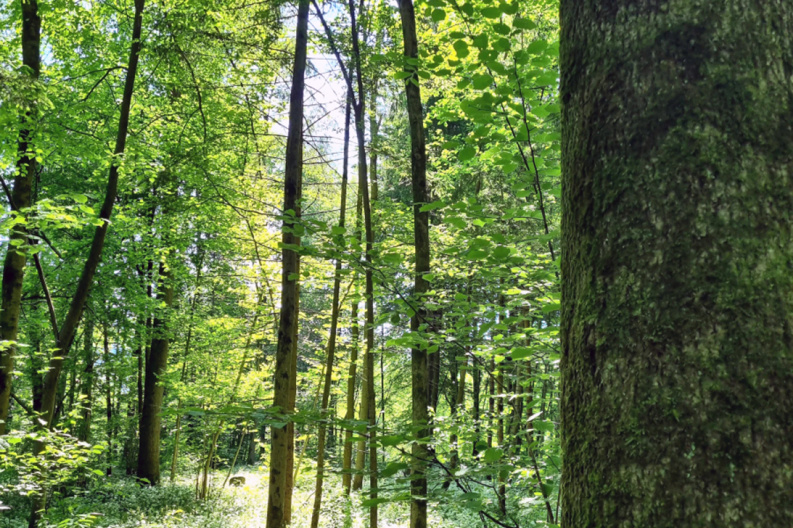 Sieben Prozent der Wälder als Naturwald kartiert