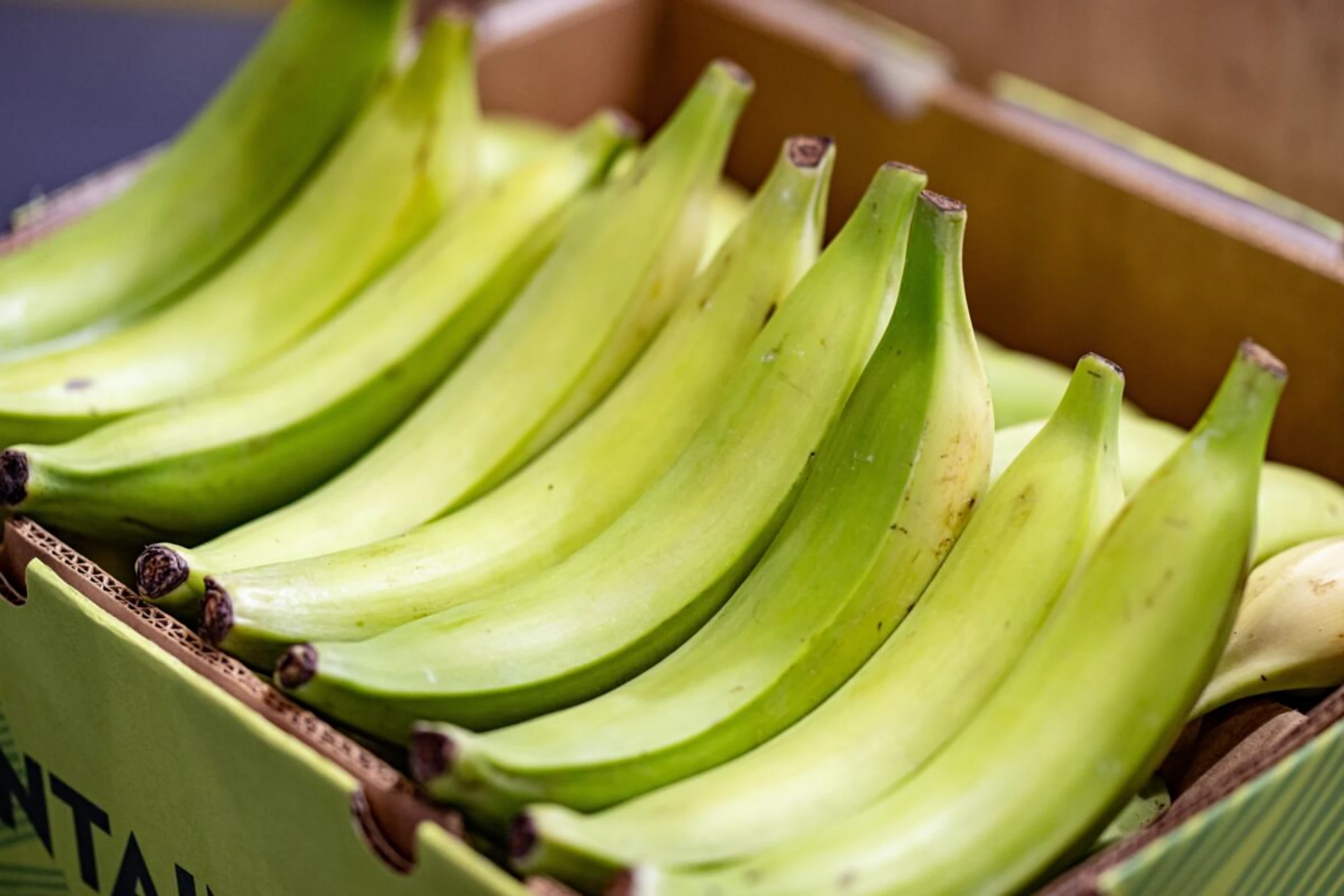 ++ ARCHIVBILD ++ Kochbananen werden ähnlich wie Kartoffeln zubereitet