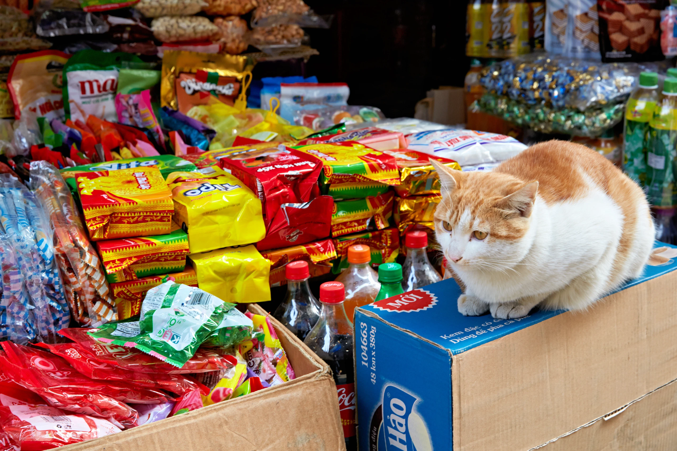 Haustier oder Delikatesse? Vietnam ringt mit dem Katzenfleischhandel