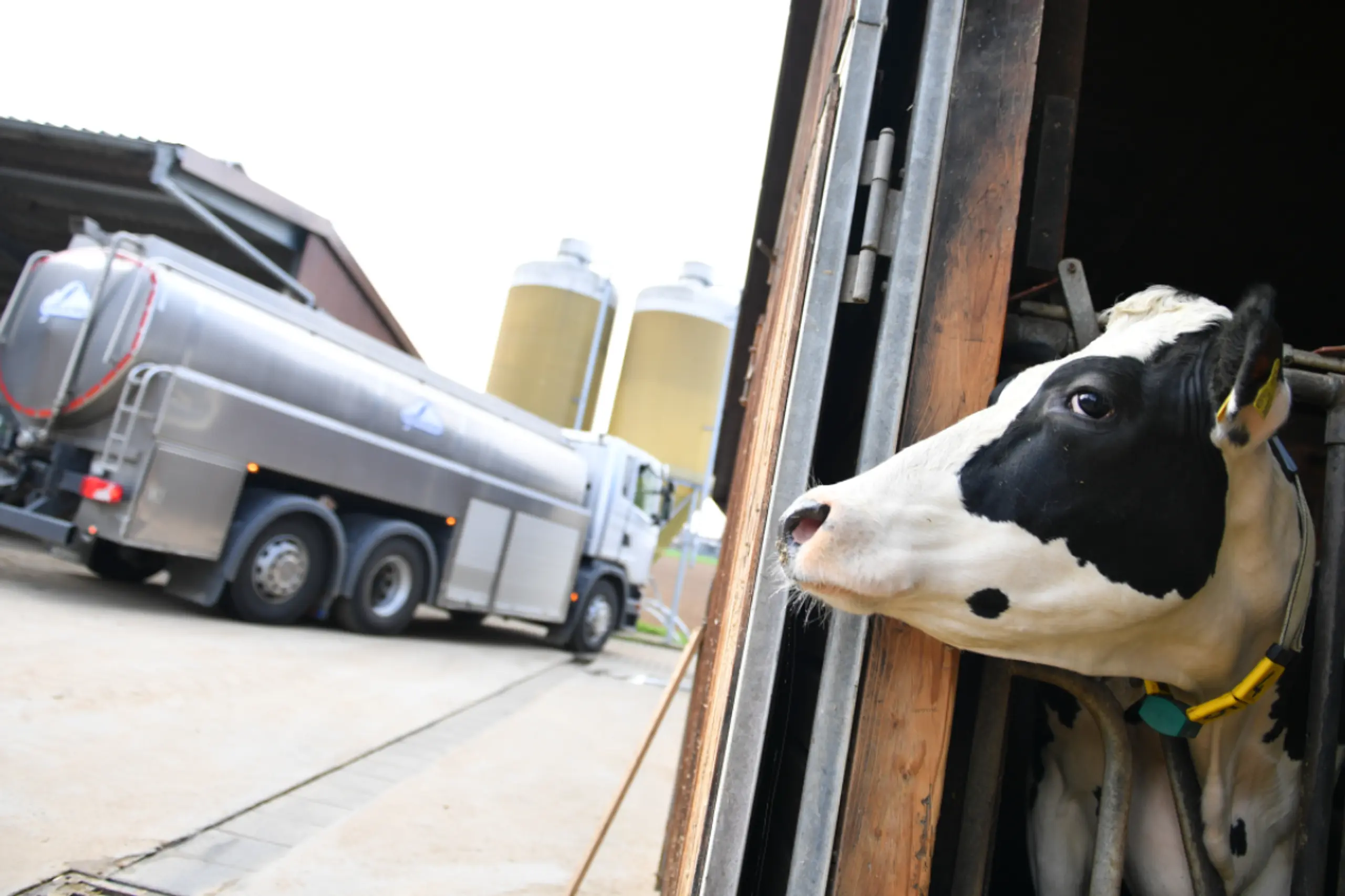 Rohmilch-Abholung auf einem Bauernhof