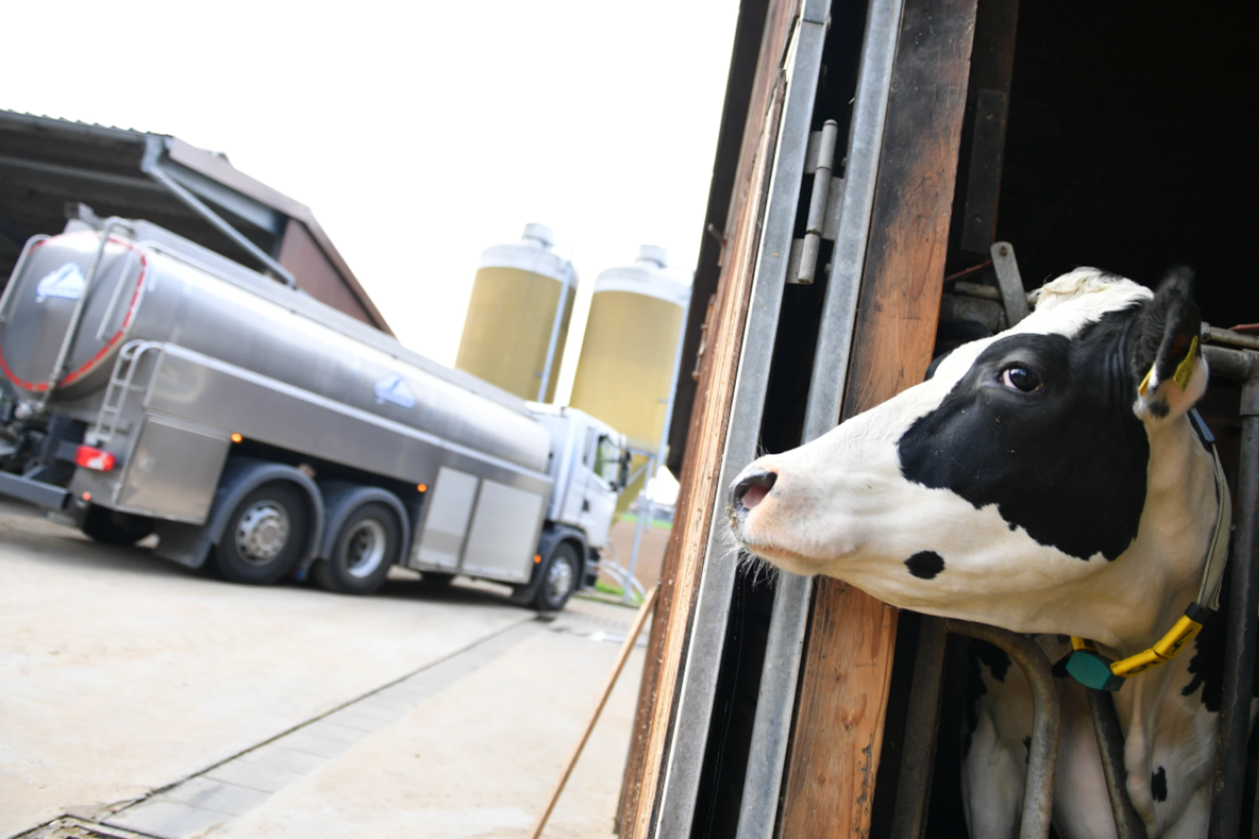 Rohmilch-Abholung auf einem Bauernhof