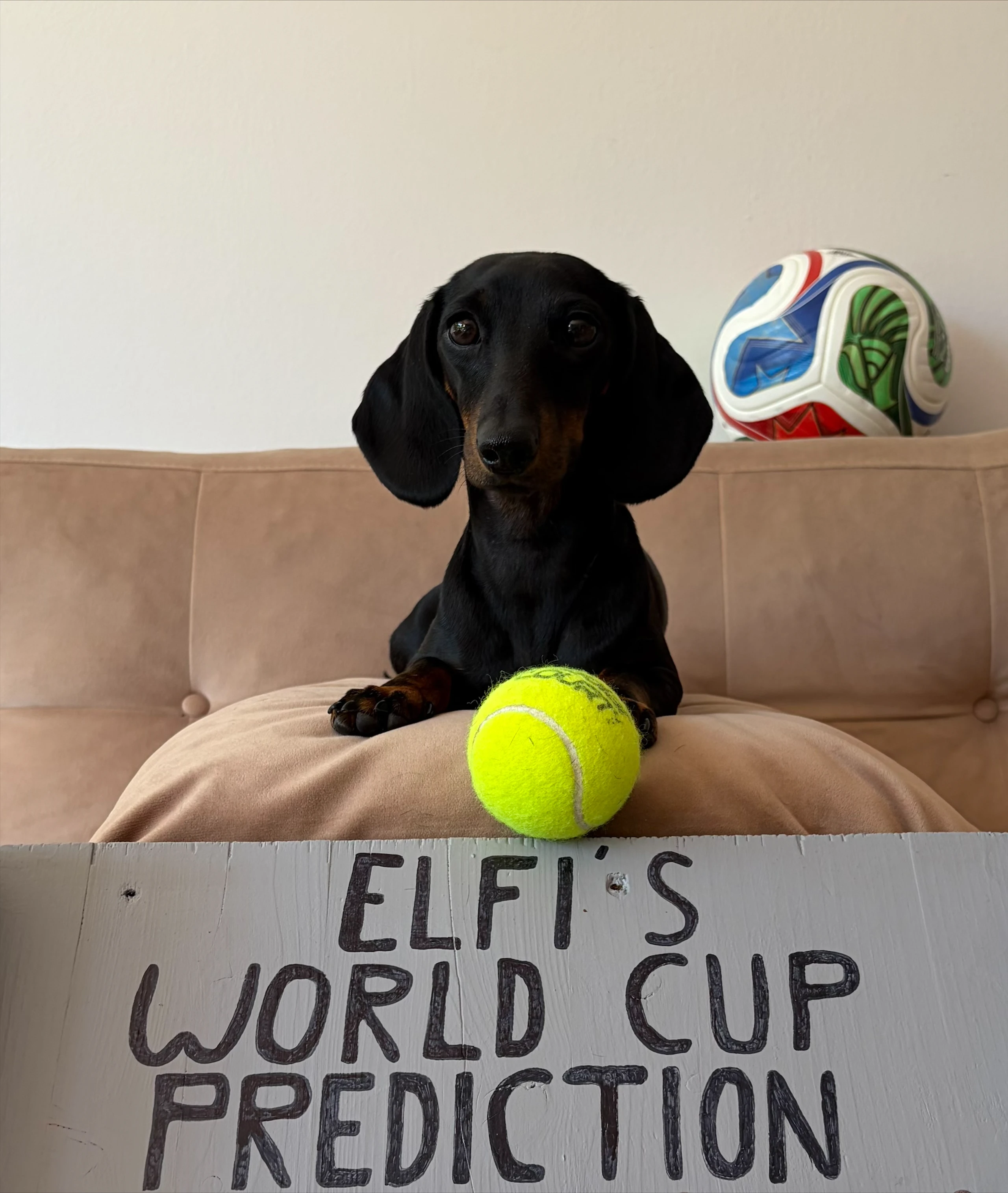 WM-Orakel Elfi: Der Dackel der (fast) alle WM-Spiele richtig tippt