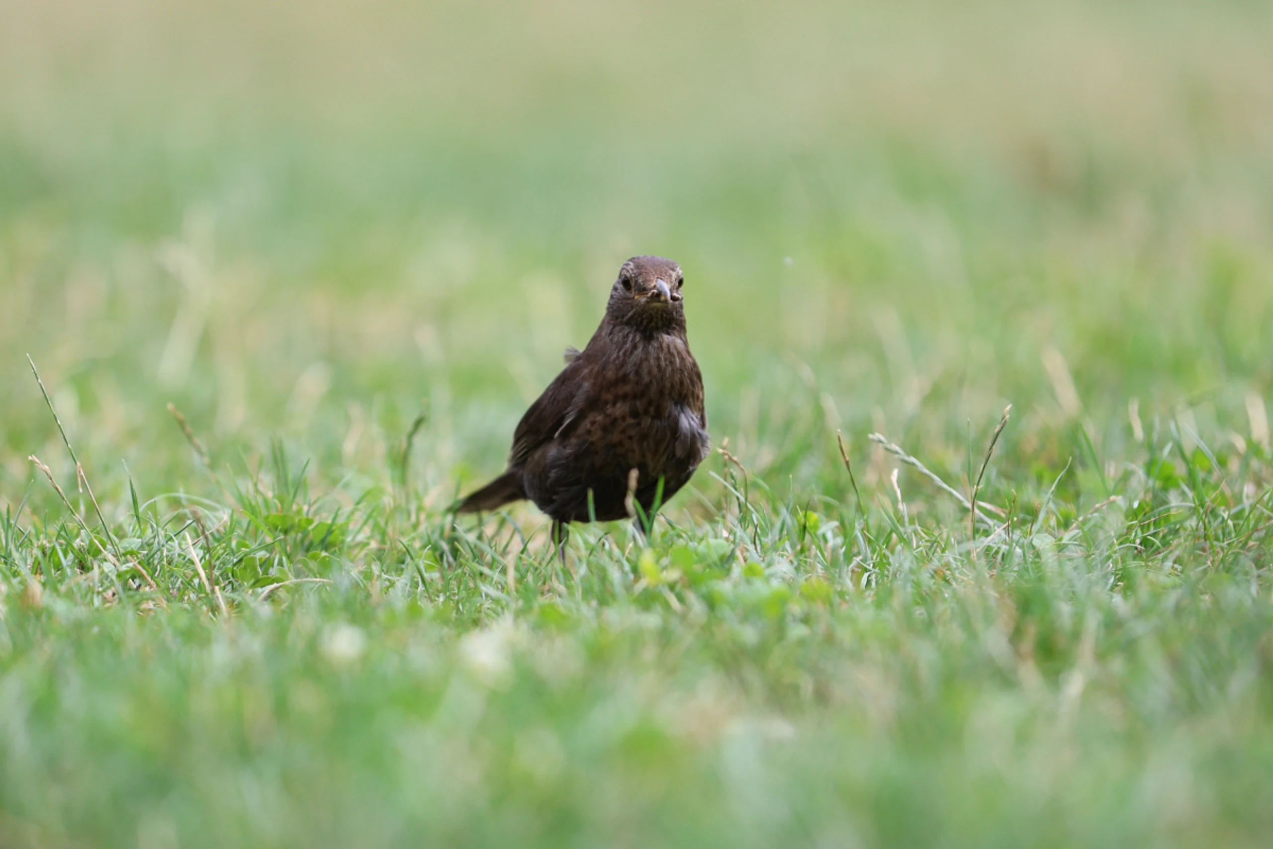 ++ HANDOUT ++ Die Amsel ist Gegenstand eines Forschungsprojektes der Uni Innsbruck