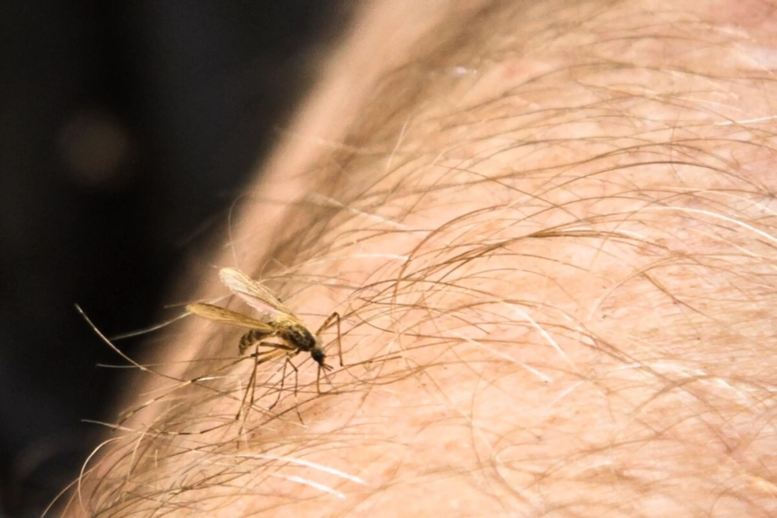 Sprays mit den Wirkstoffen DEET oder Icaridin können Gelsen fernhalten