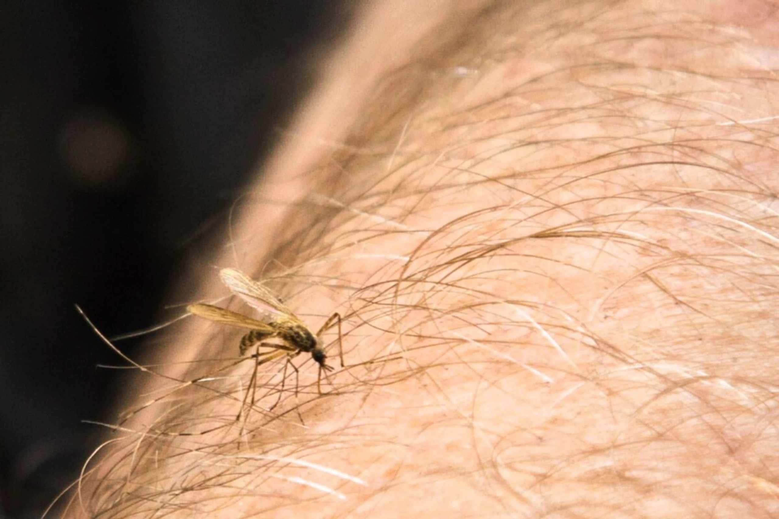 Sprays mit den Wirkstoffen DEET oder Icaridin können Gelsen fernhalten
