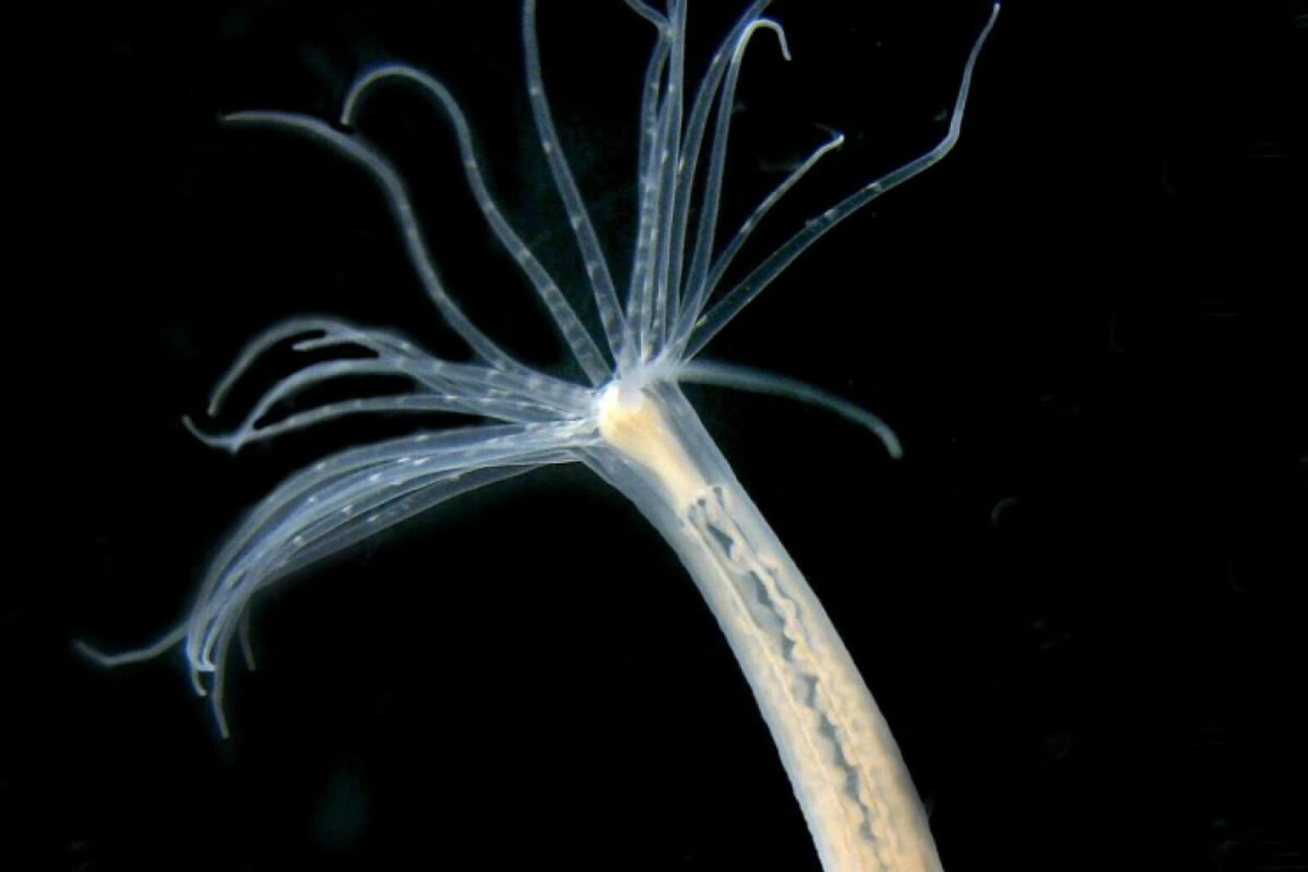 Ein einzelner Nematostella-Polyp