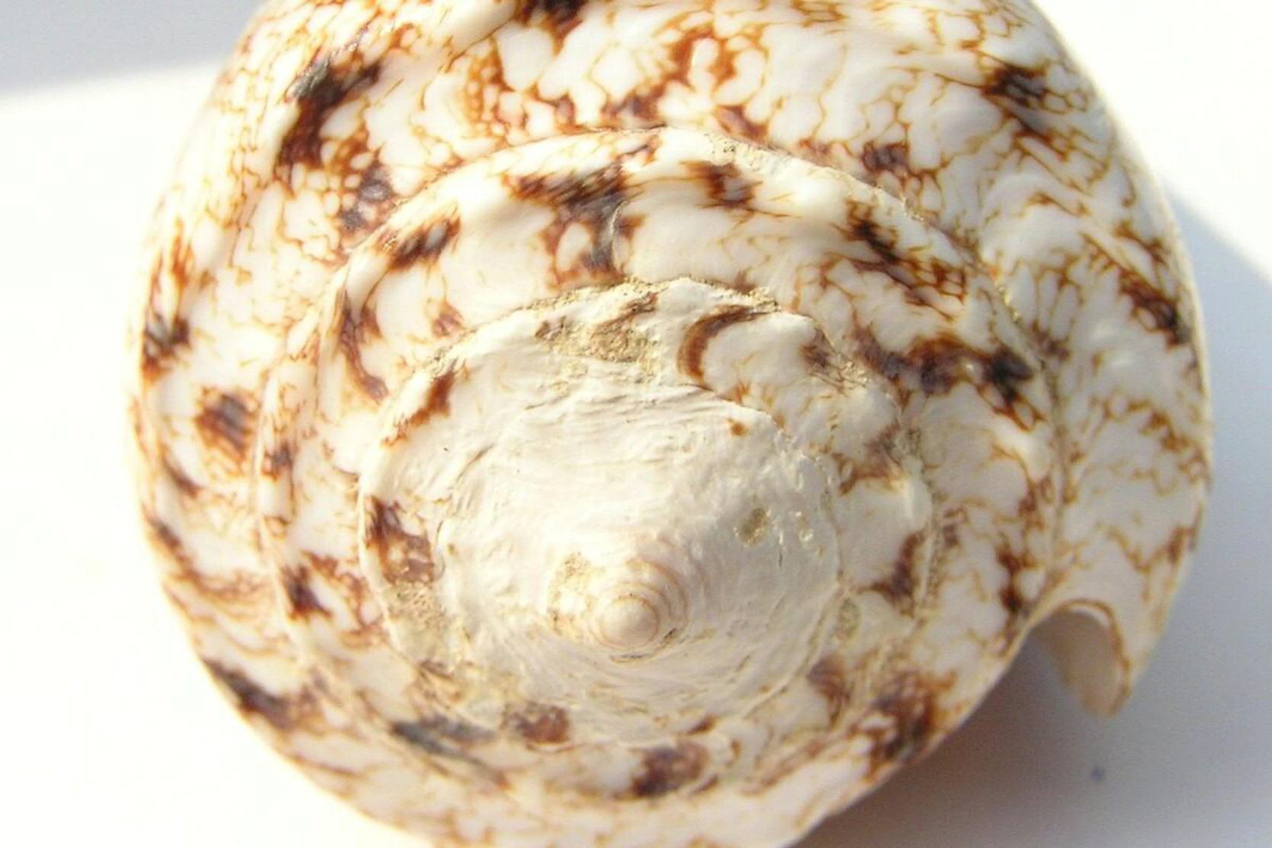 Meeresschnecken der Gattung Conus nutzen Gift zur Beutejagd