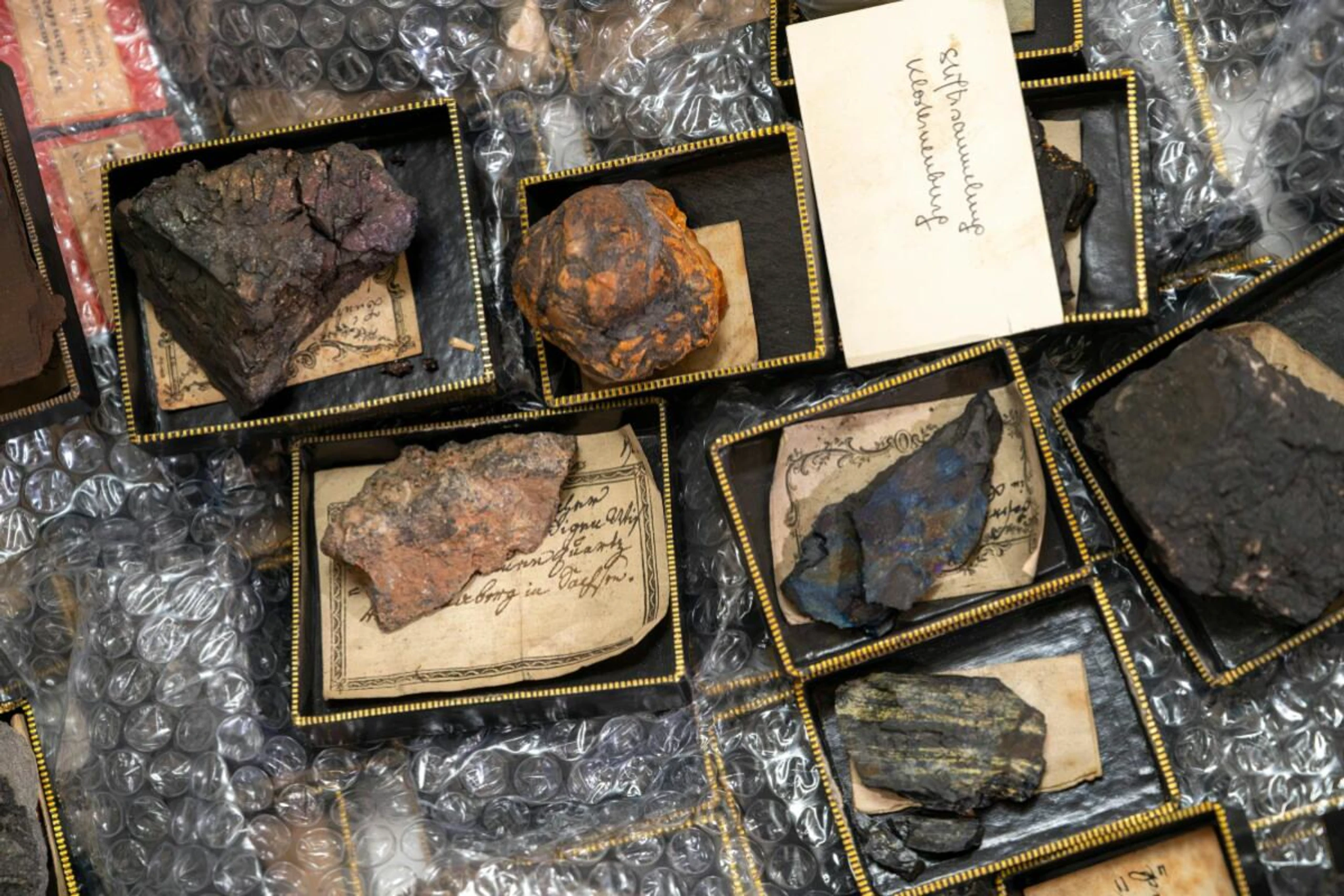 Rückkehr nach knapp 100 Jahren im Naturhistorischen Museum Wien