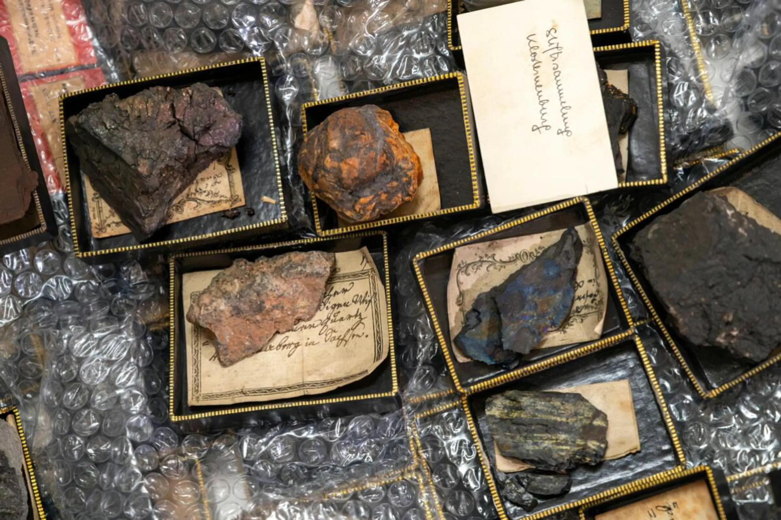 Rückkehr nach knapp 100 Jahren im Naturhistorischen Museum Wien