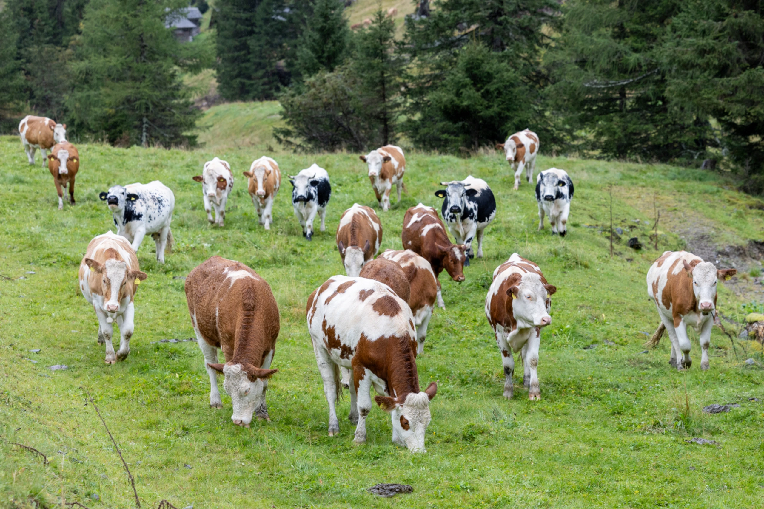 Aufgrund der Trockenheit müssen Almabtriebe früher gemacht werden