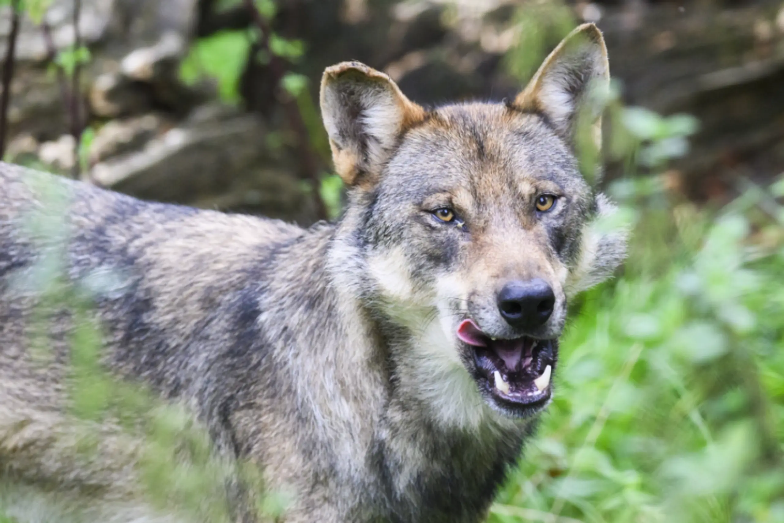 In Tirol wurde erneut ein Wolf erlegt