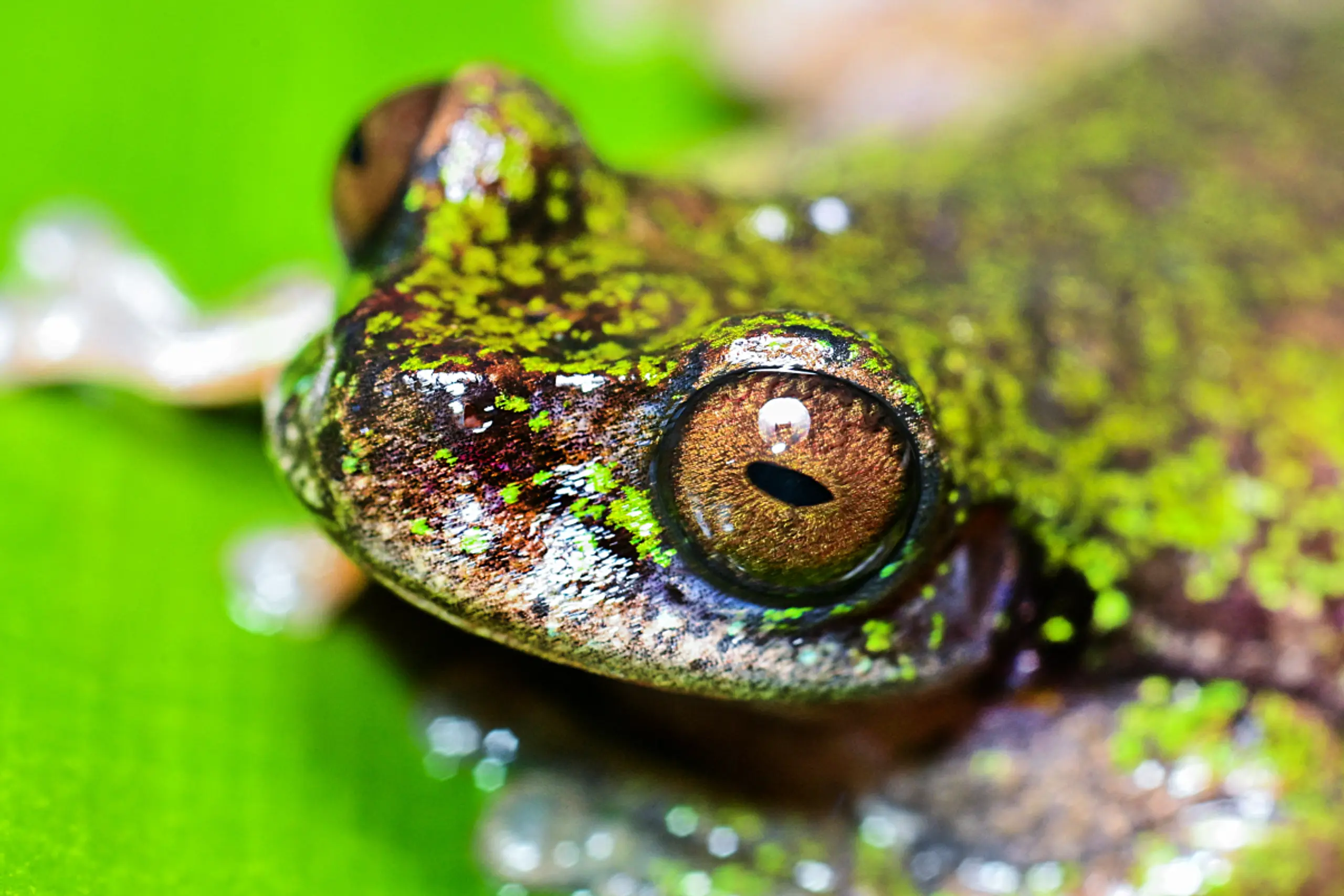 Neuer Frosch wird nur vier Zentimeter groß