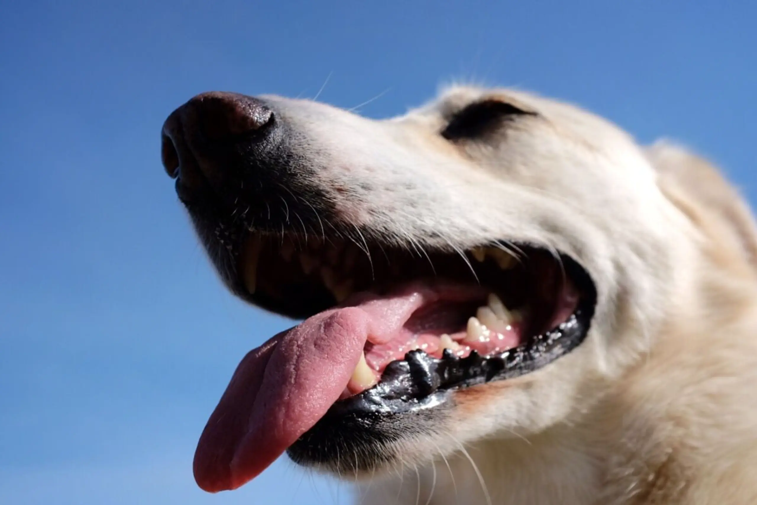 ++ ARCHIVBILD ++ Hunde können auch zwischen negativen Gesichtsausdrücken unterscheiden
