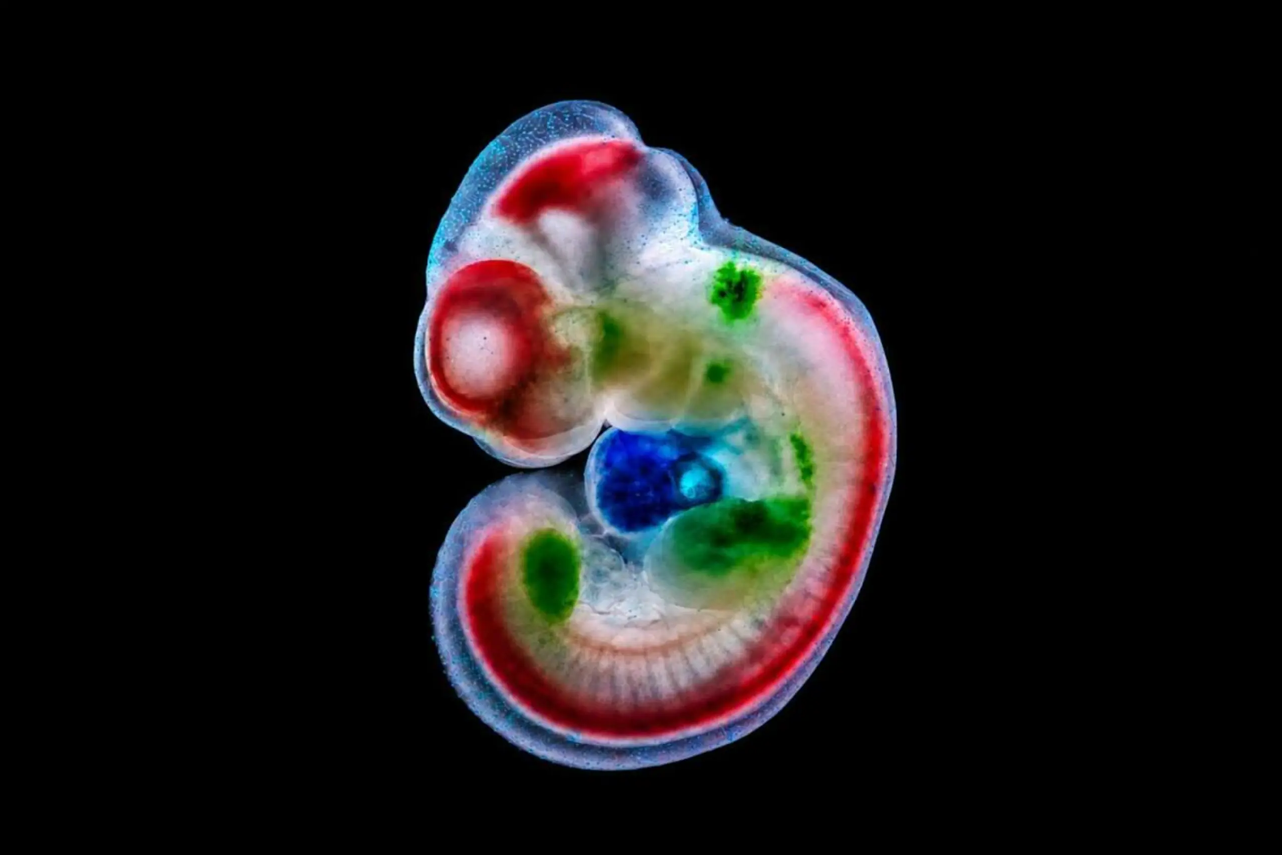 KI-Visualisierung für synthetische Erbgut-Schalter in Mäuseembryo