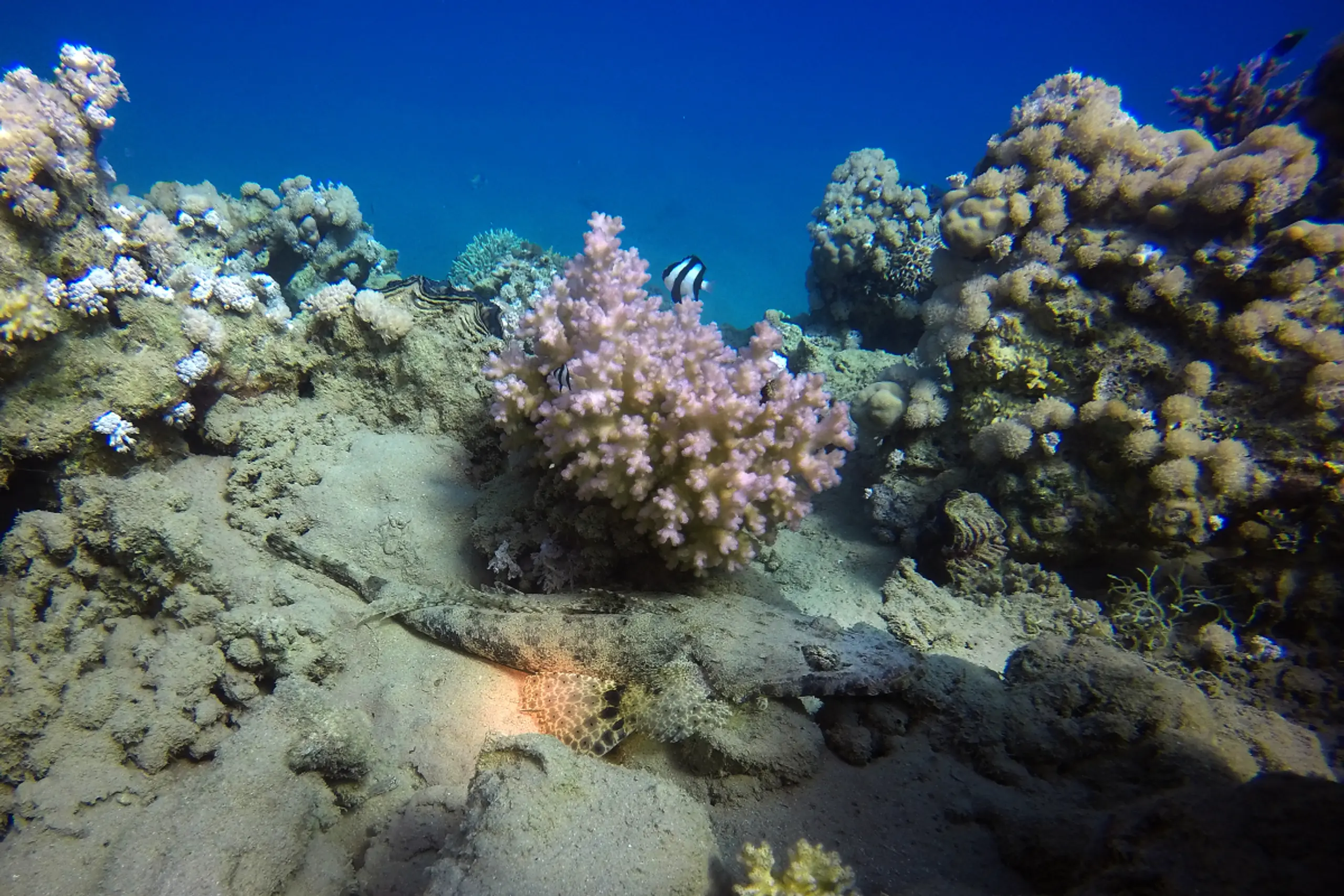 Korallen geraten immer mehr unter Druck